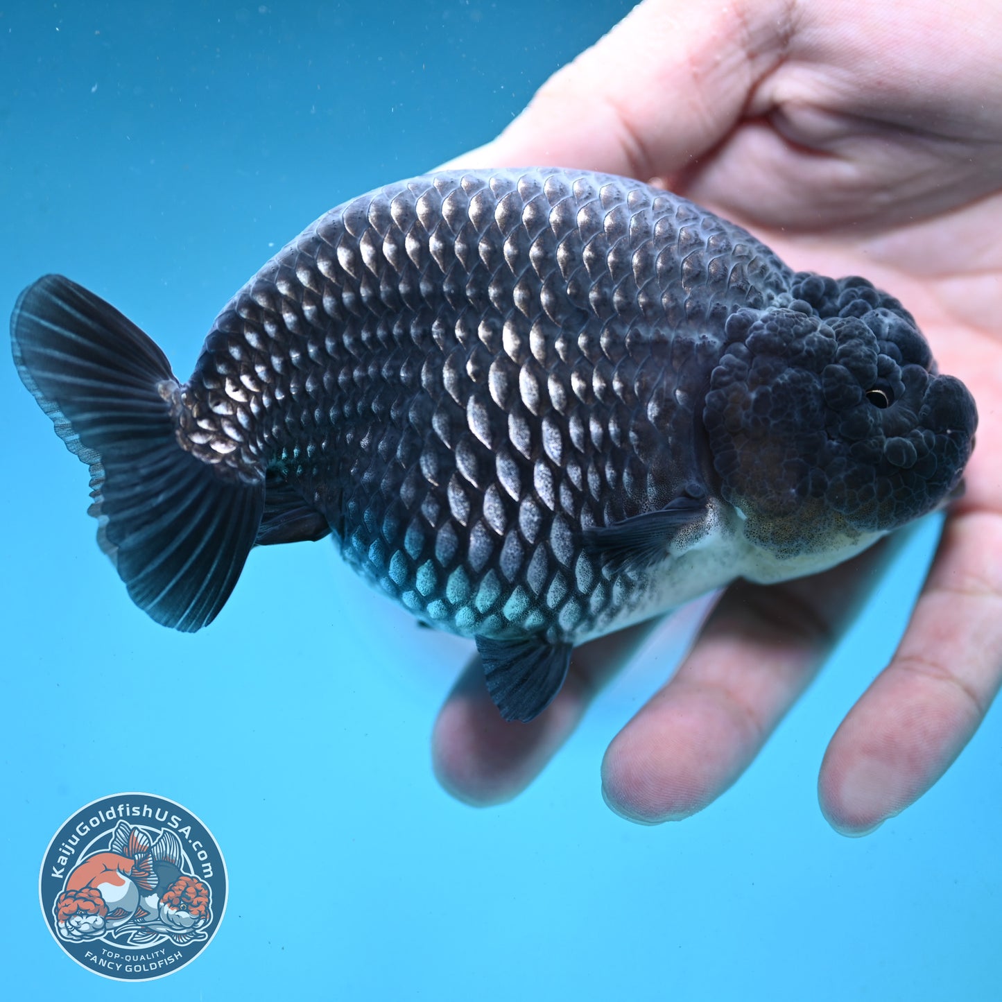 Platinum Ranchu 4.5 inch Body (251003_RC01)