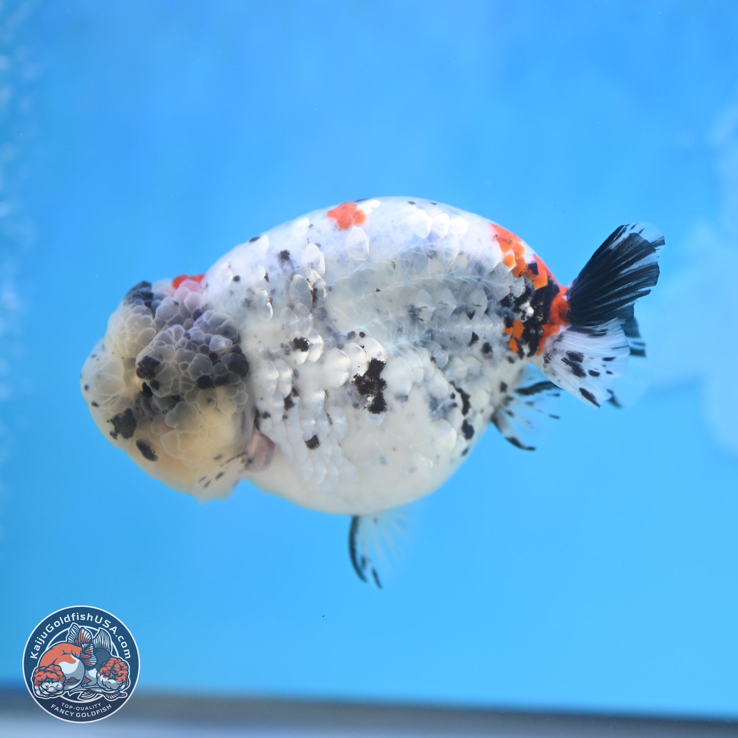 Blue Based Calico Ranchu 4 inches Body - Female (250131_RC01)