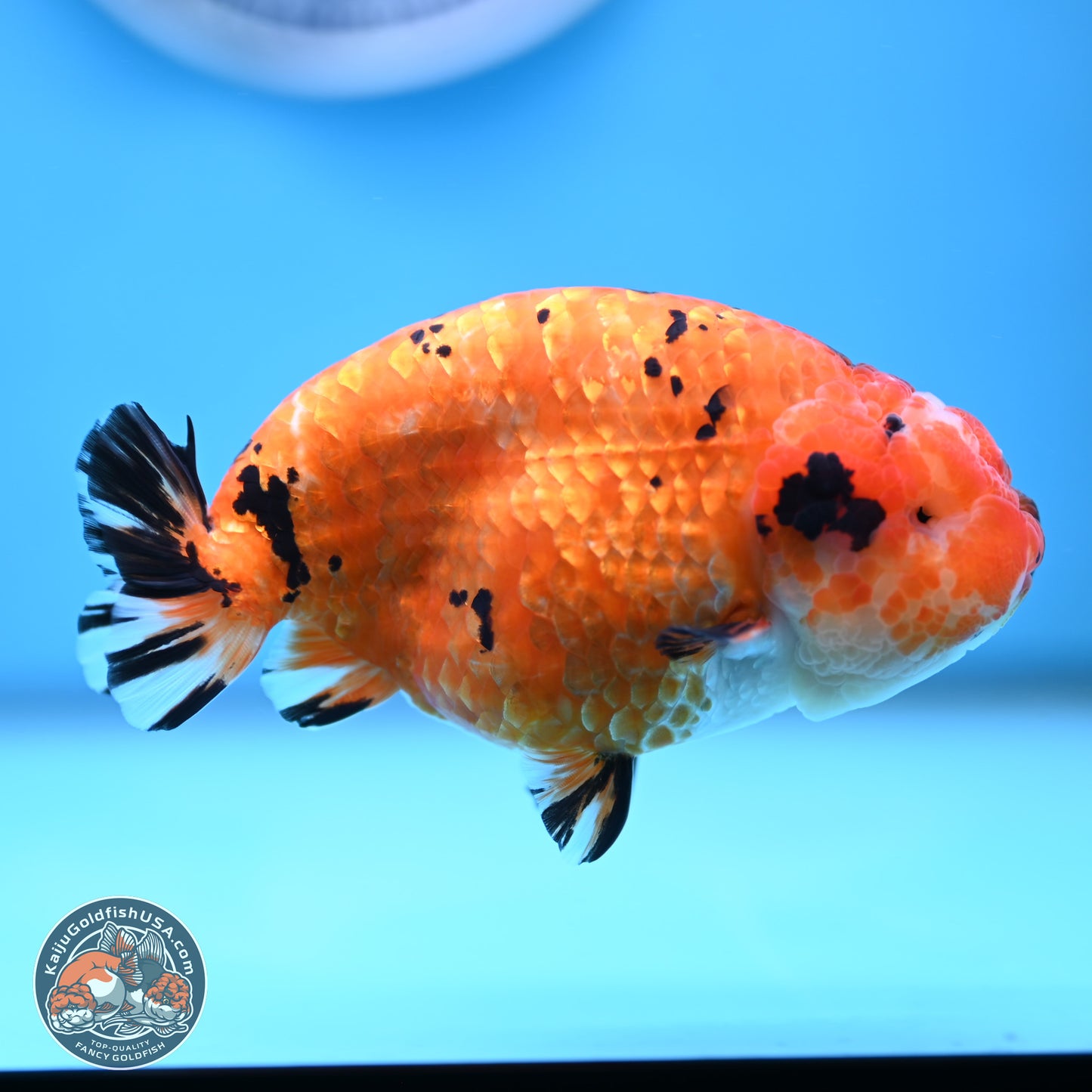 Gold Coin Sakura Ranchu 4.5 inches (241101_RC01) - Kaiju Goldfish USA