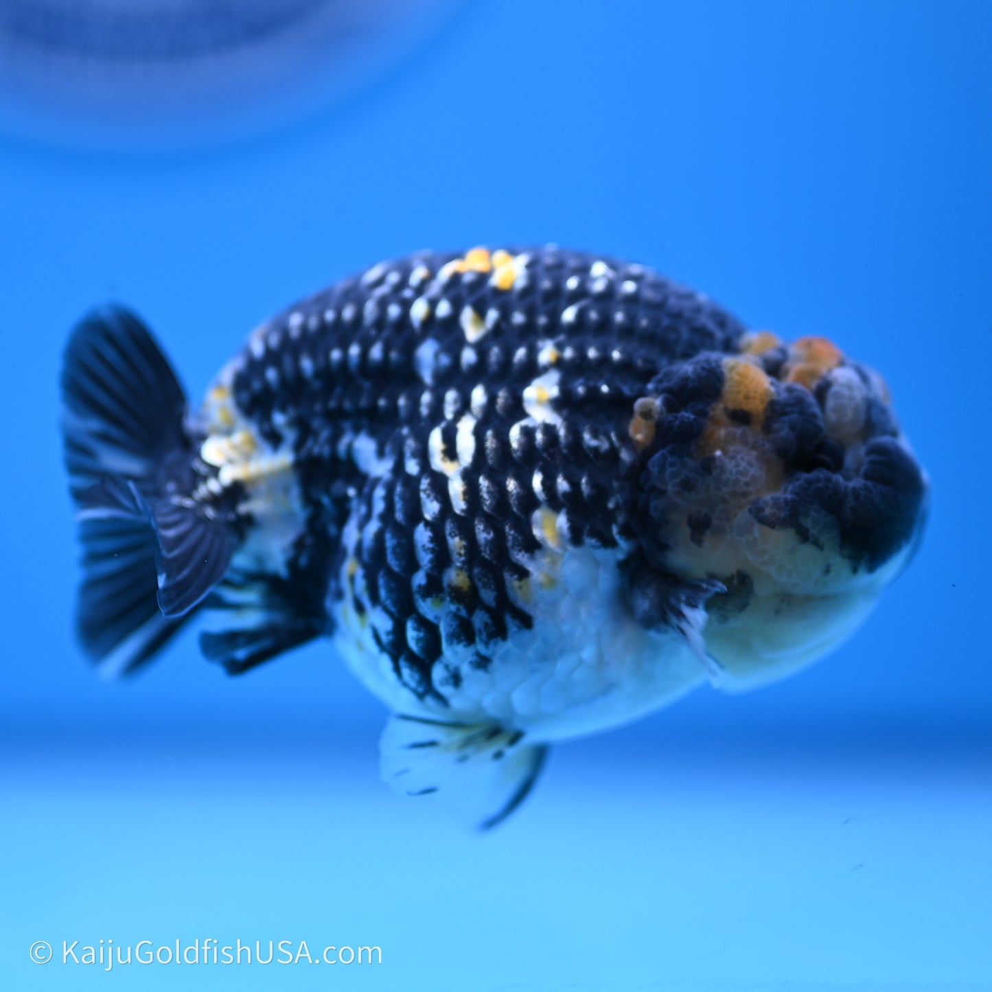 Tricolor Heavy Ink Tiger Ranchu 3.5 inches (240719_RC01) - Kaiju Goldfish USA