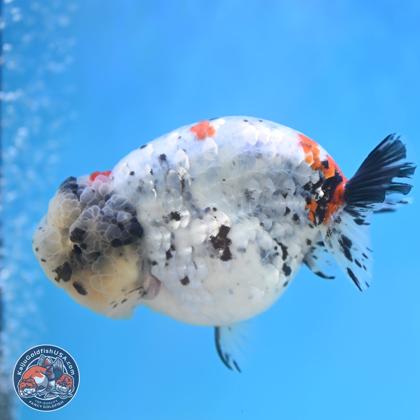 Blue Based Calico Ranchu 4 inches Body - Female (250131_RC01)