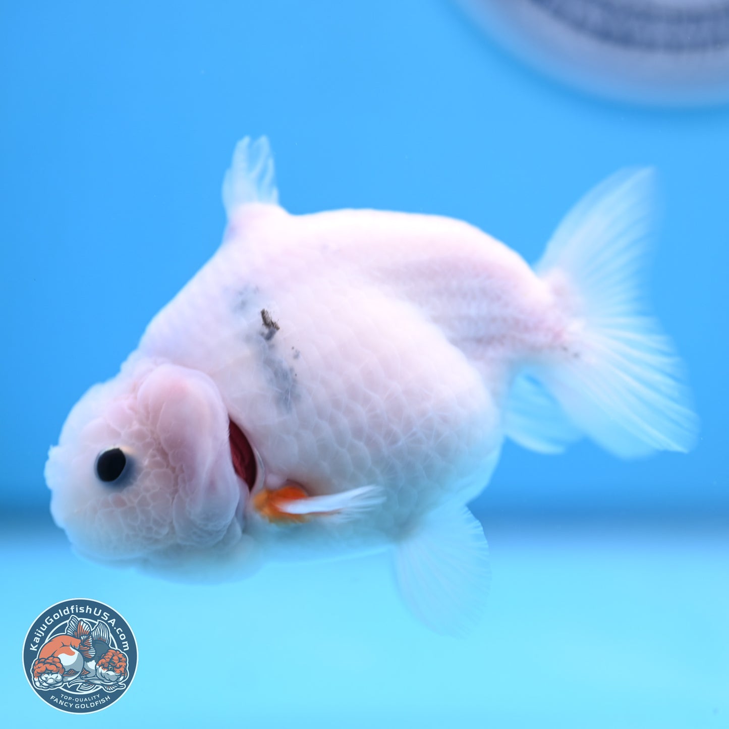 Shark Fin Ranchu 3.5 inches(240802_RC01) - Kaiju Goldfish USA