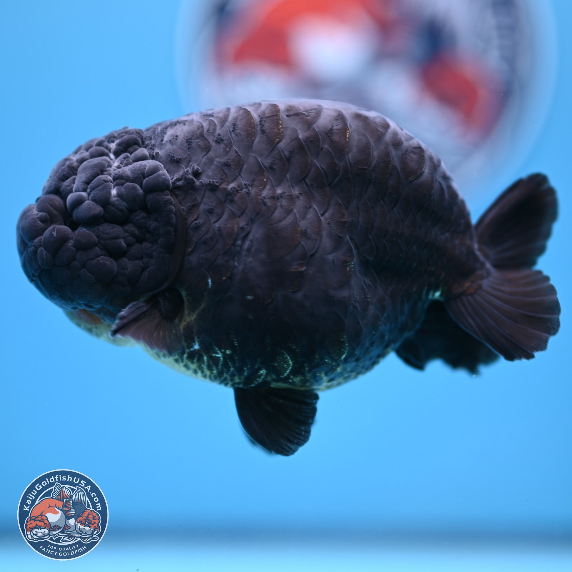 Dragon Scale Black Ranchu 4.5 inches Body - Female (241227_RC01) - Kaiju Goldfish USA