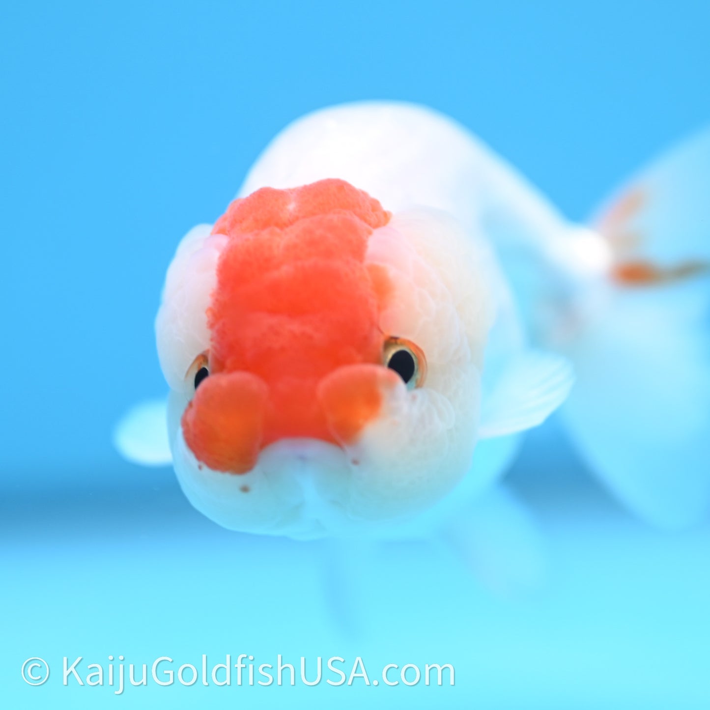 Red White Lionchu 3.5in body (240726_RC01) - Kaiju Goldfish USA