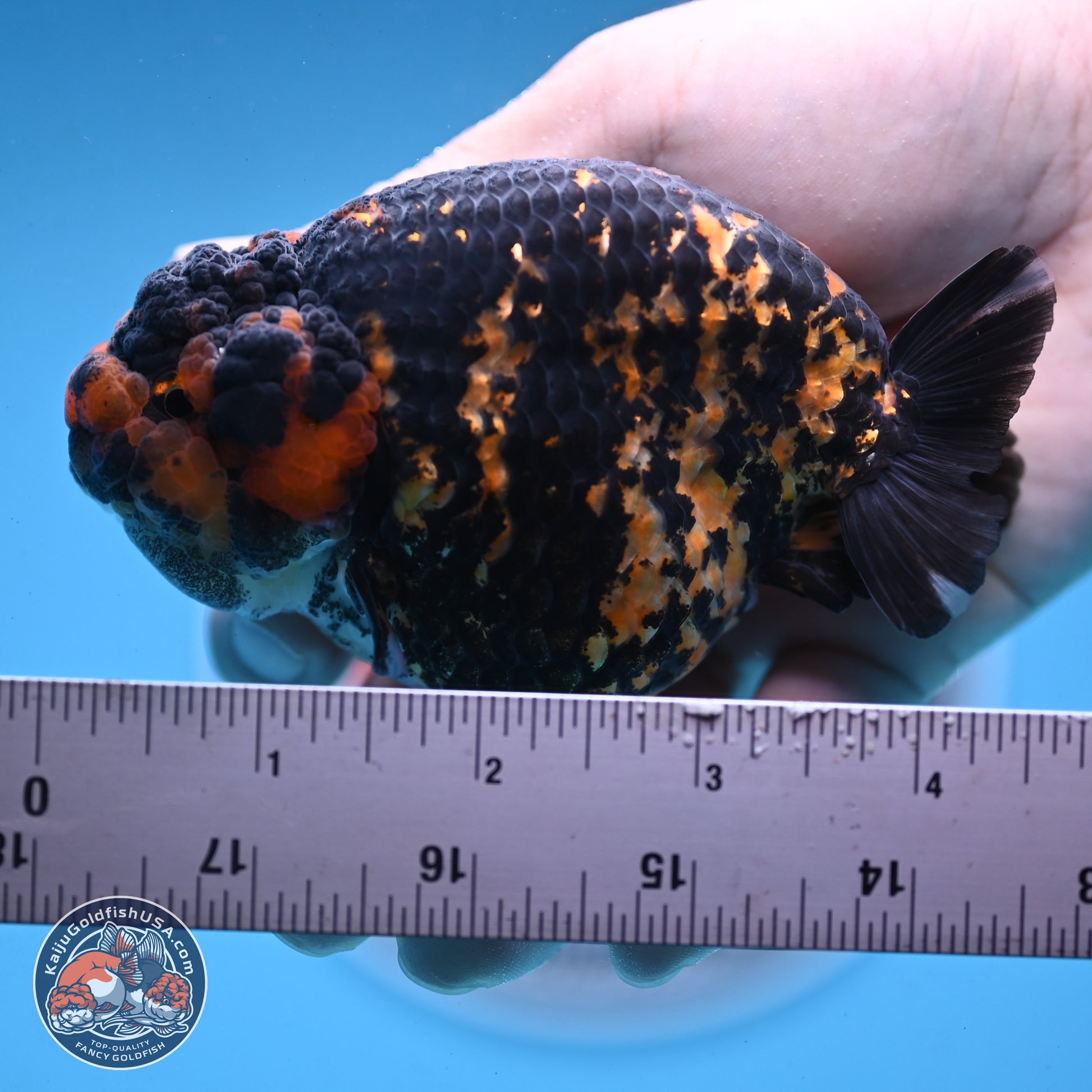 Heavy Ink Tiger Ranchu 4 inches Body - Female (250103_RC01) - Kaiju Goldfish USA