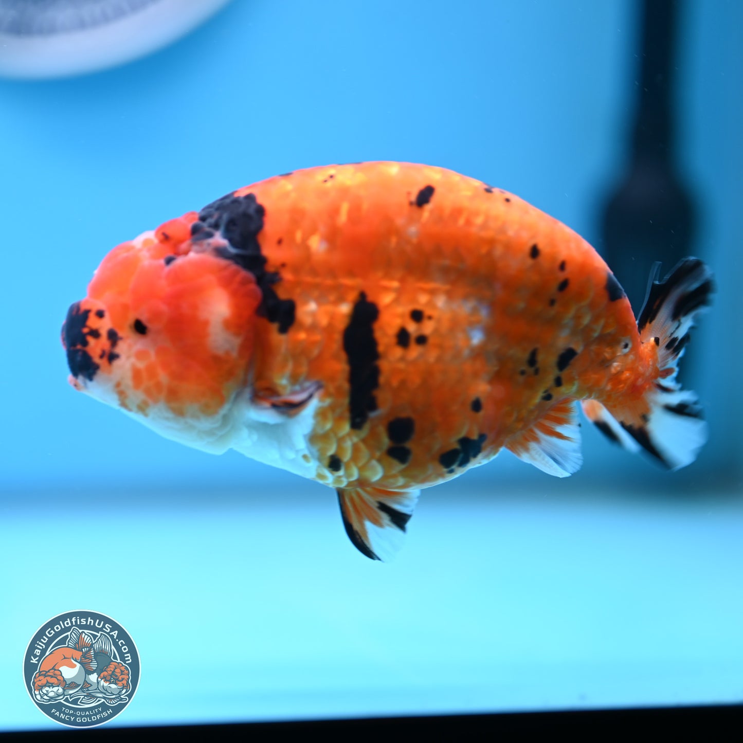 Gold Coin Sakura Ranchu 4.5 inches (241101_RC01) - Kaiju Goldfish USA