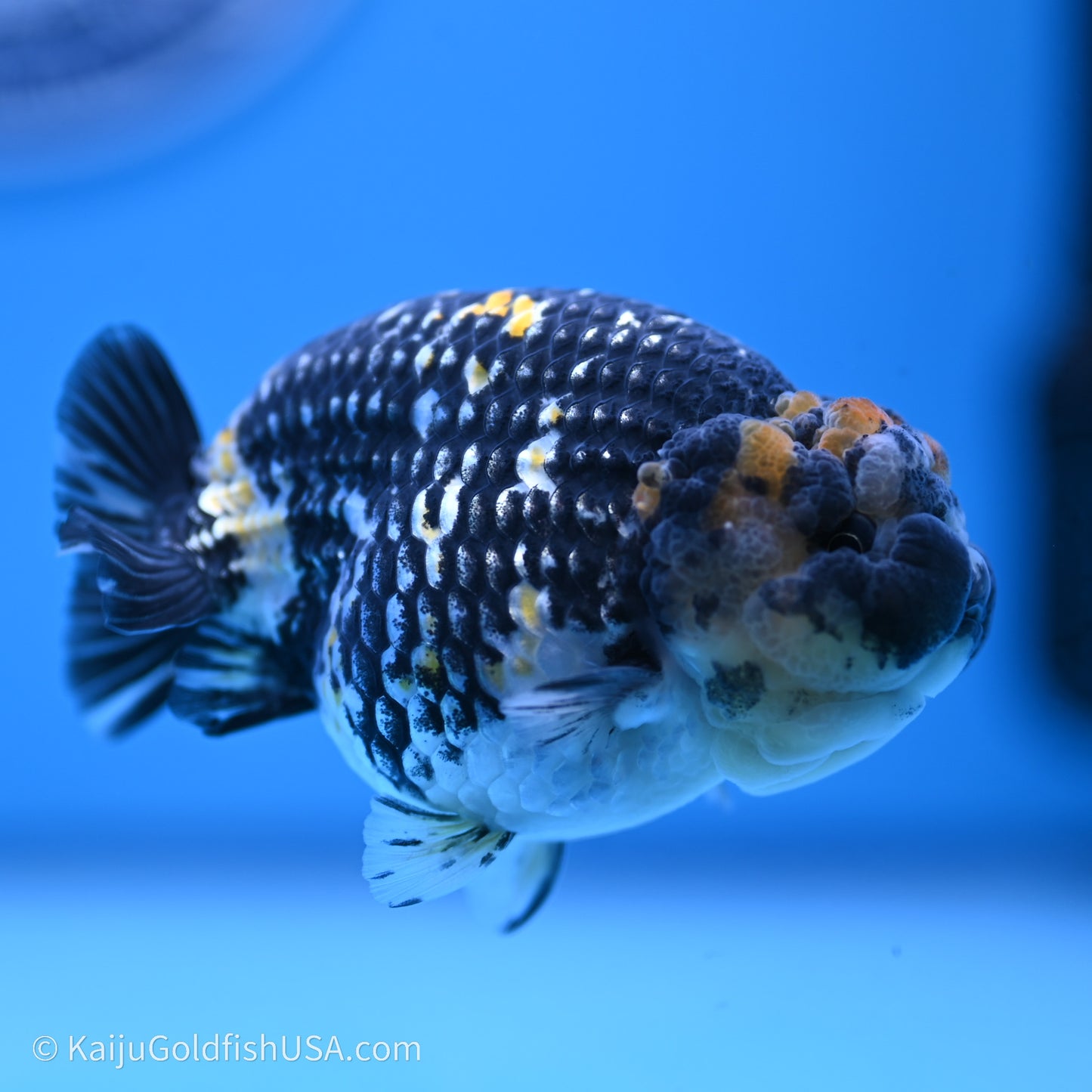 Tricolor Heavy Ink Tiger Ranchu 3.5 inches (240719_RC01) - Kaiju Goldfish USA