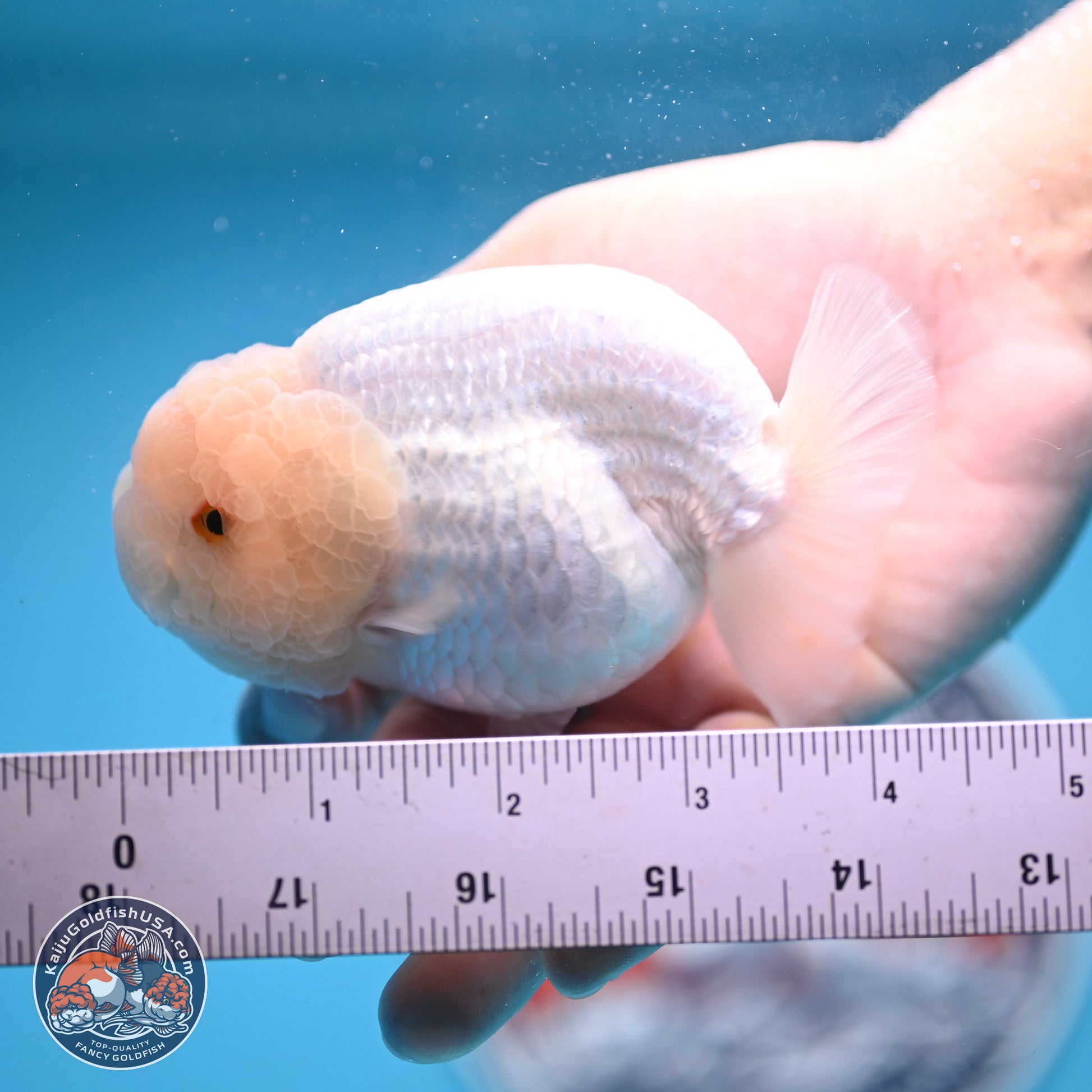 AA Grade Lemon Head White Lionchu 3.5-4 inches (240906_RC01) - Kaiju Goldfish USA