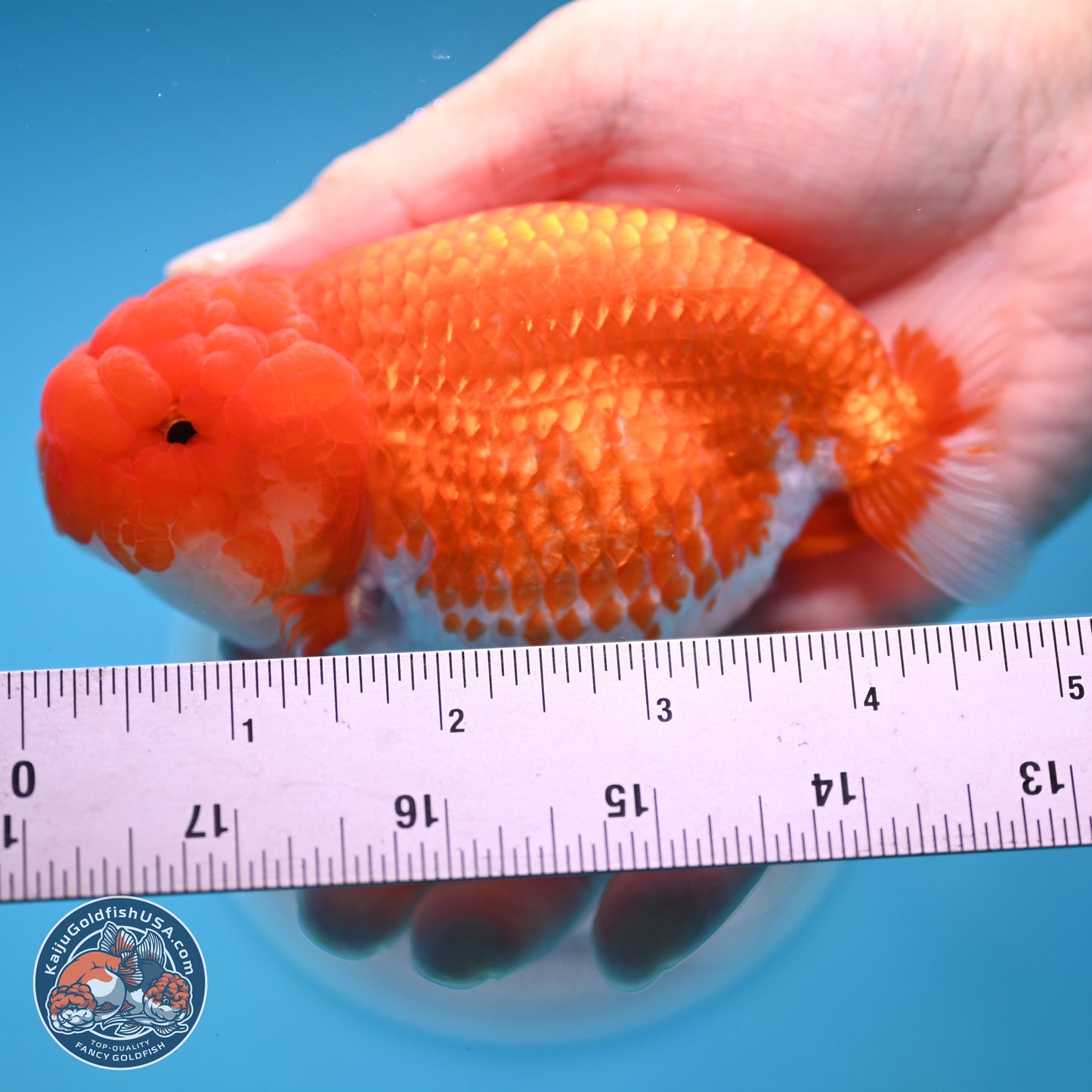 Red White Buffalo Ranchu 4.5 inches Body - Female (250404_RC01)