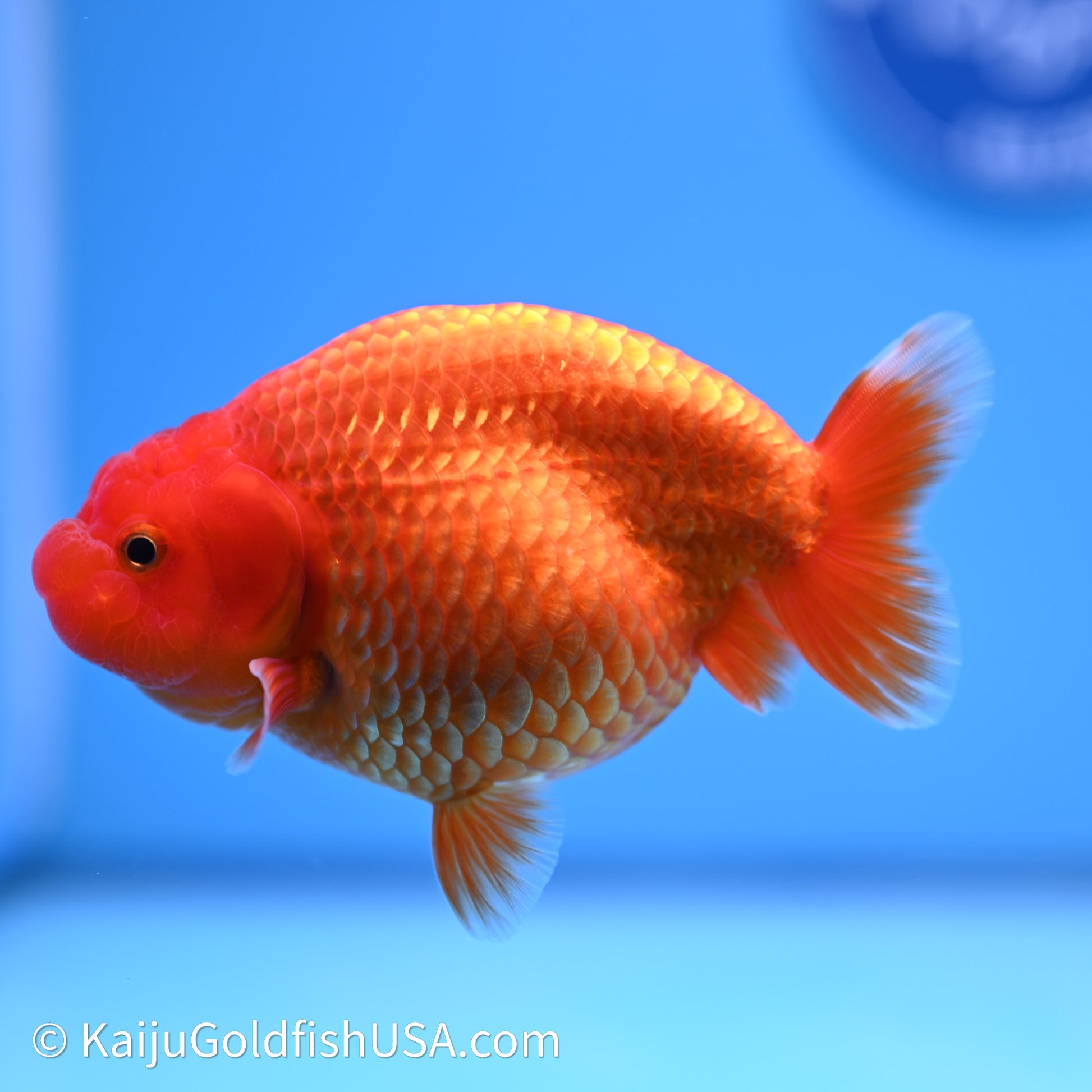 Red/Orange Buffalo Ranchu 4in Body (240621_RC01) - Kaiju Goldfish USA