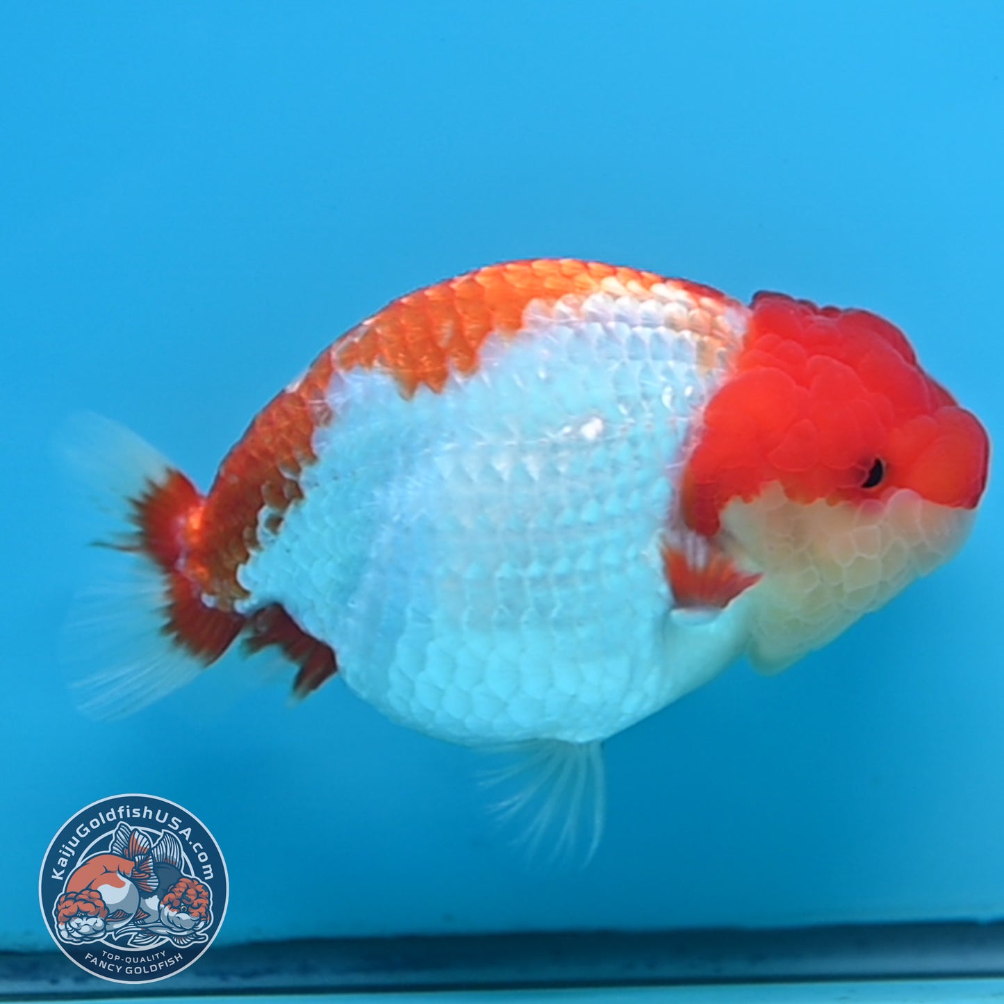 Red White Buffalo Ranchu 4 inches Body (250516_RC01)