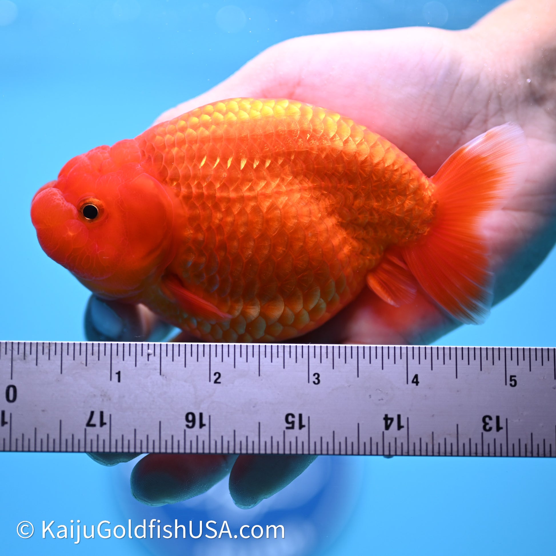 Red/Orange Buffalo Ranchu 4in Body (240621_RC01) - Kaiju Goldfish USA