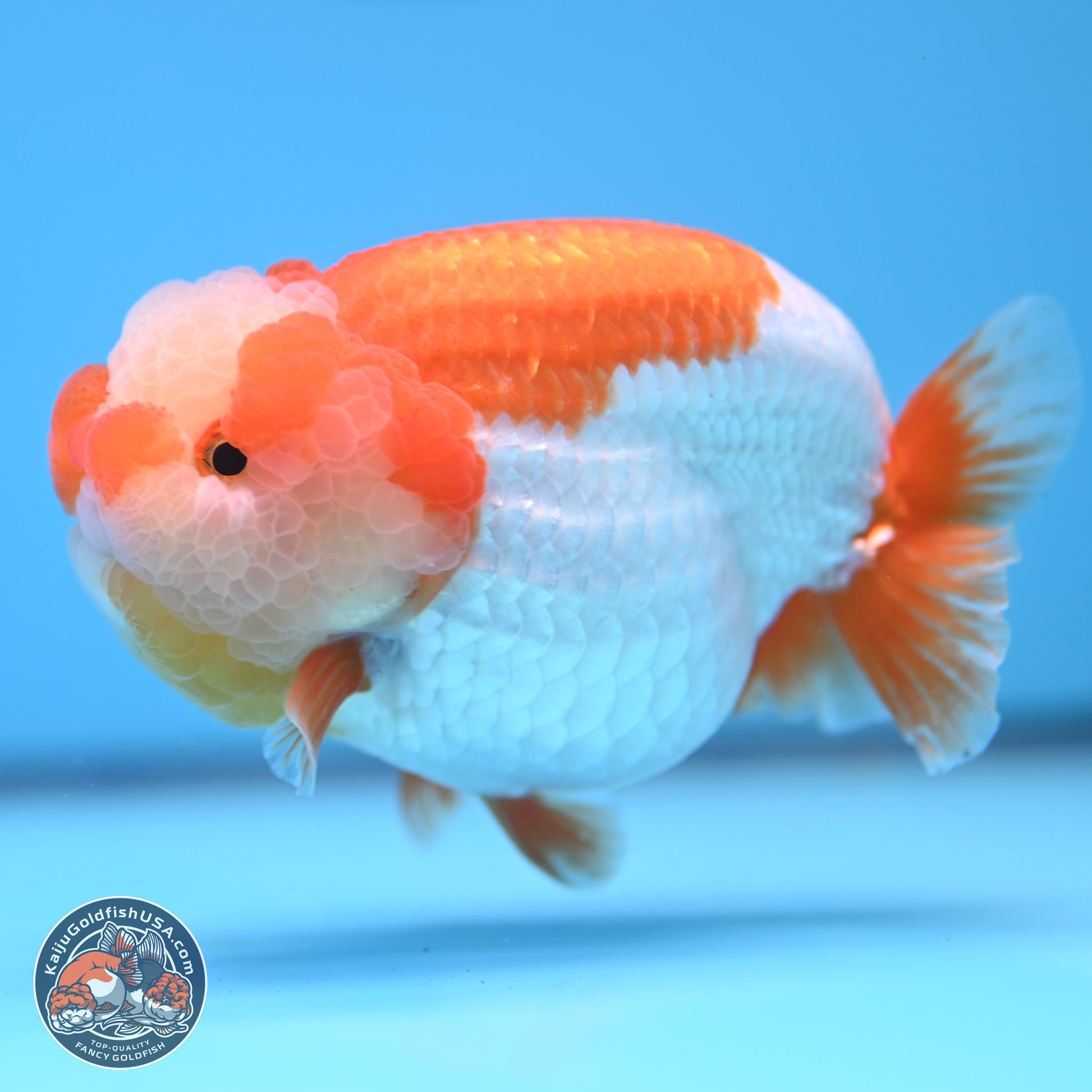 Jade Top Red White Lionchu 4in Body (240823_RC01) - Kaiju Goldfish USA