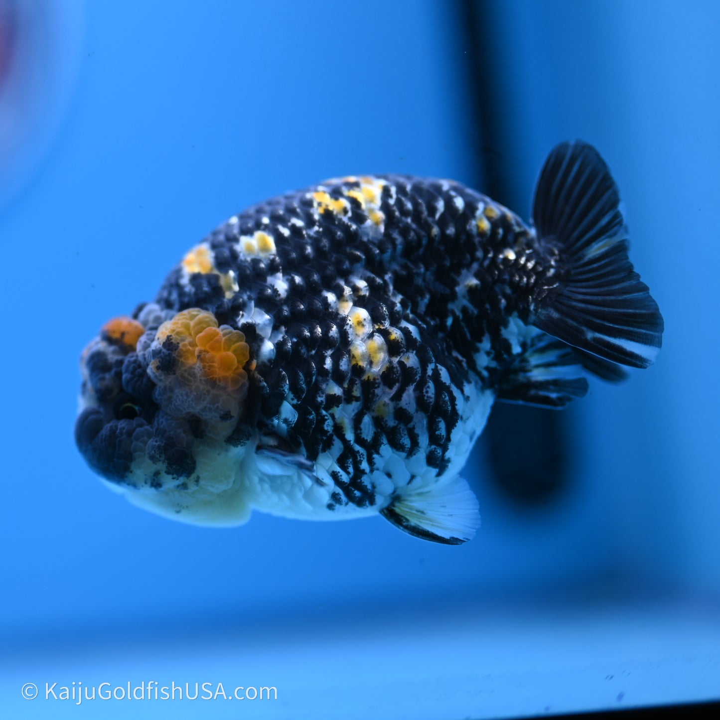 Tricolor Heavy Ink Tiger Ranchu 3.5 inches (240719_RC01) - Kaiju Goldfish USA