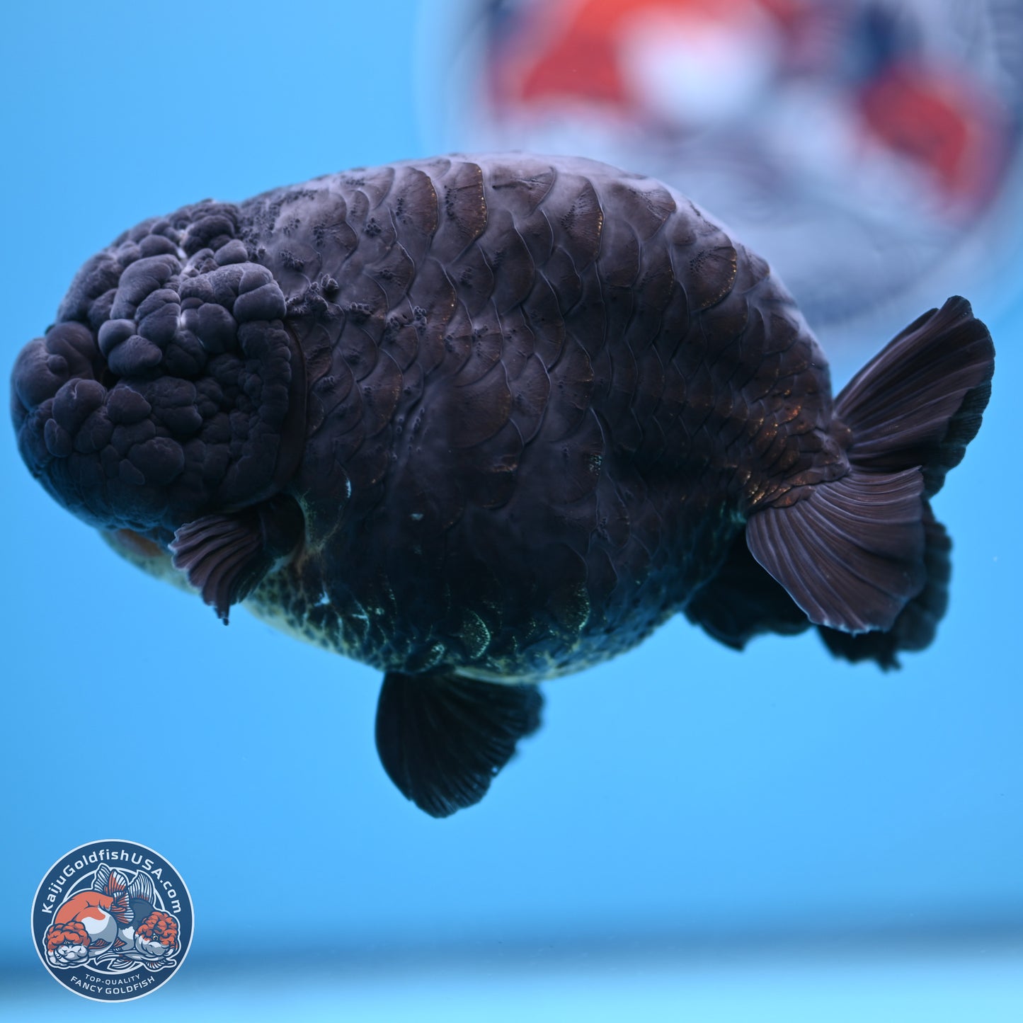 Dragon Scale Black Ranchu 4.5 inches Body - Female (241227_RC01) - Kaiju Goldfish USA