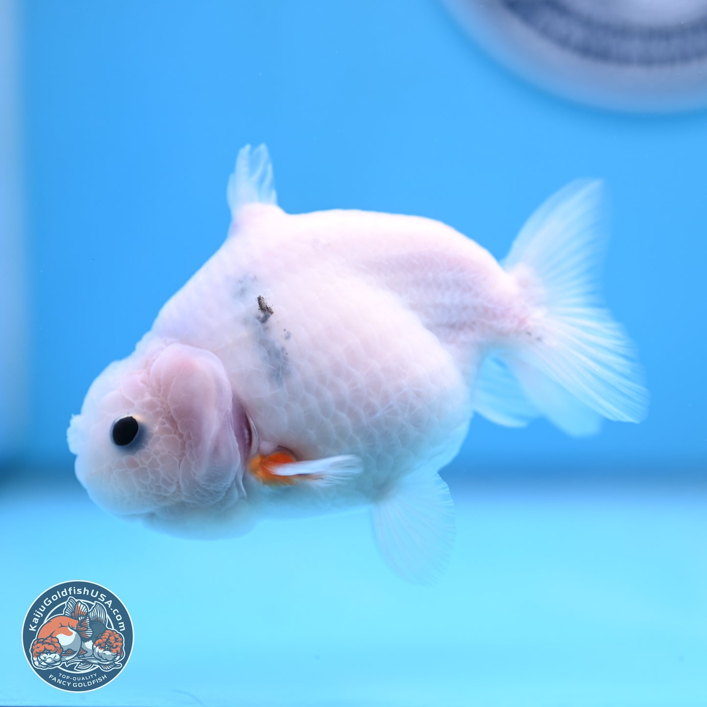 Shark Fin Ranchu 3.5 inches(240802_RC01) - Kaiju Goldfish USA