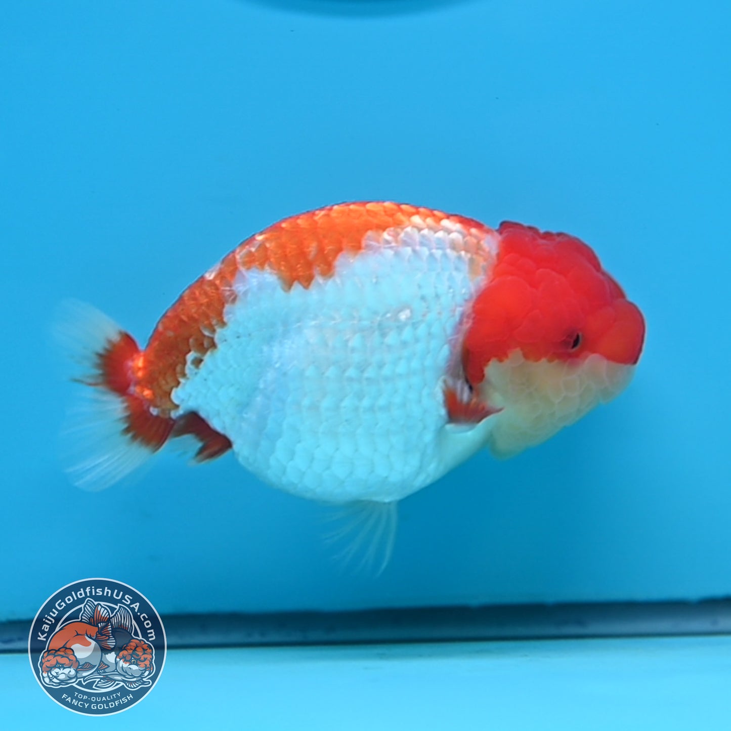 Red White Buffalo Ranchu 4 inches Body (250516_RC01)