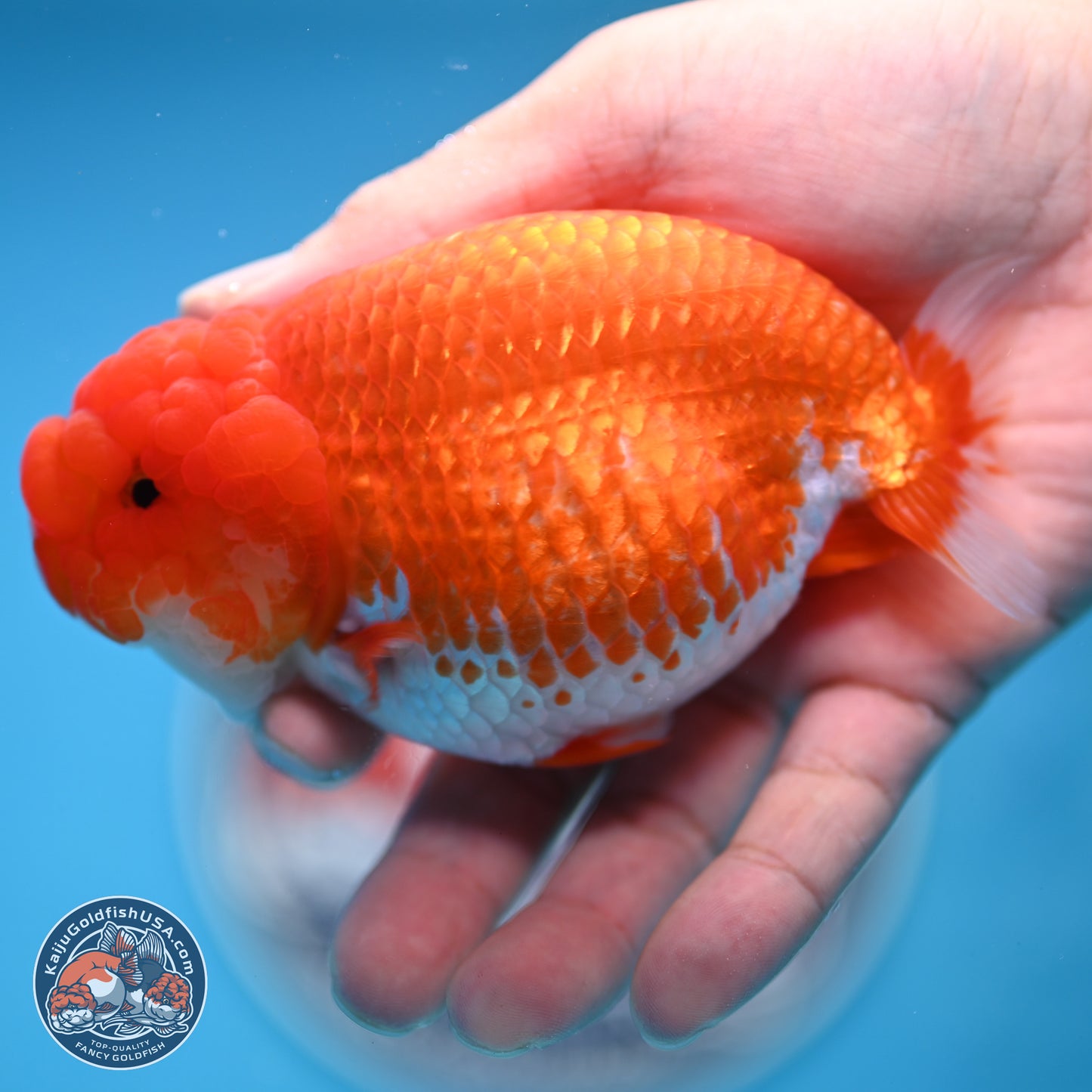 Red White Buffalo Ranchu 4.5 inches Body - Female (250404_RC01)