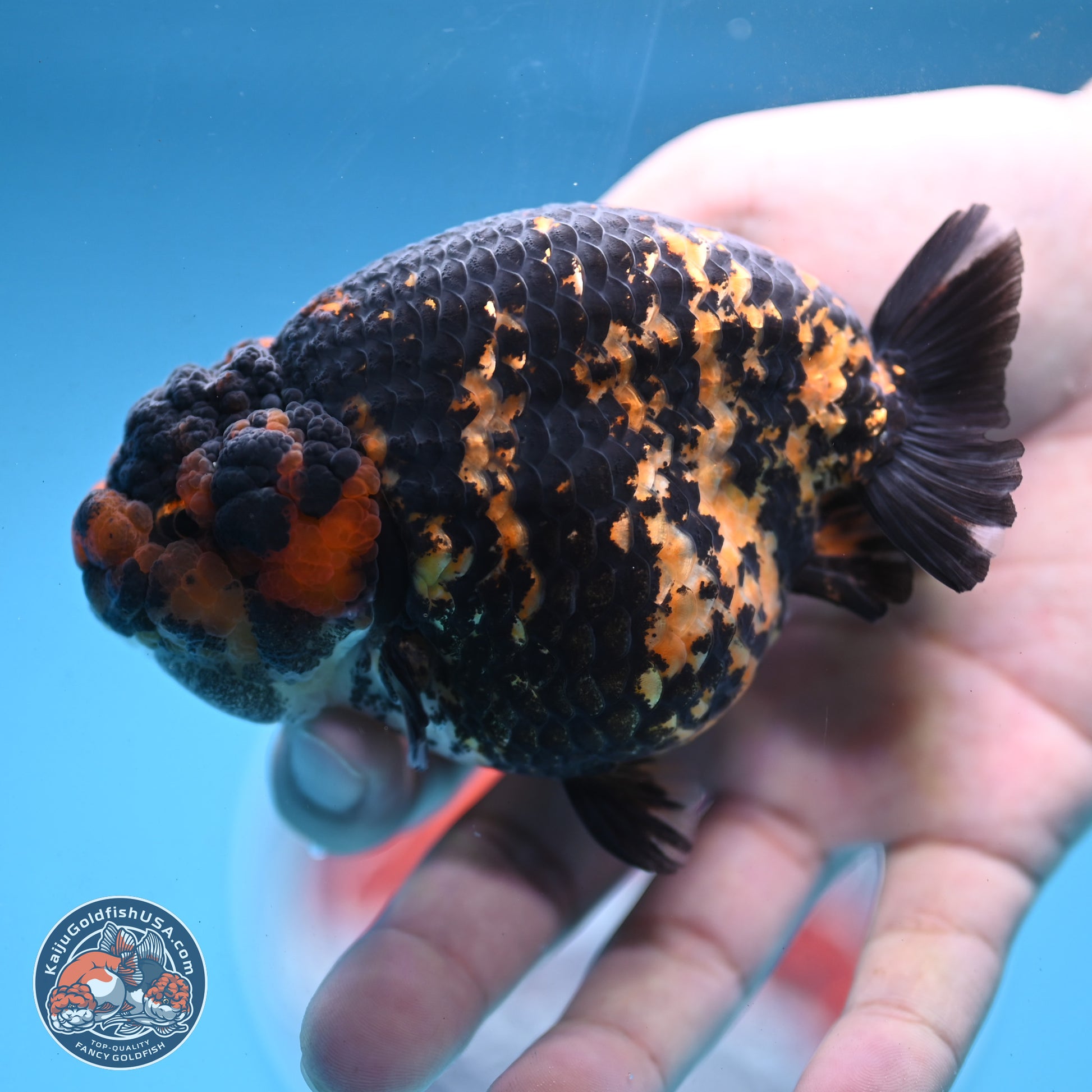 Heavy Ink Tiger Ranchu 4 inches Body - Female (250103_RC01) - Kaiju Goldfish USA