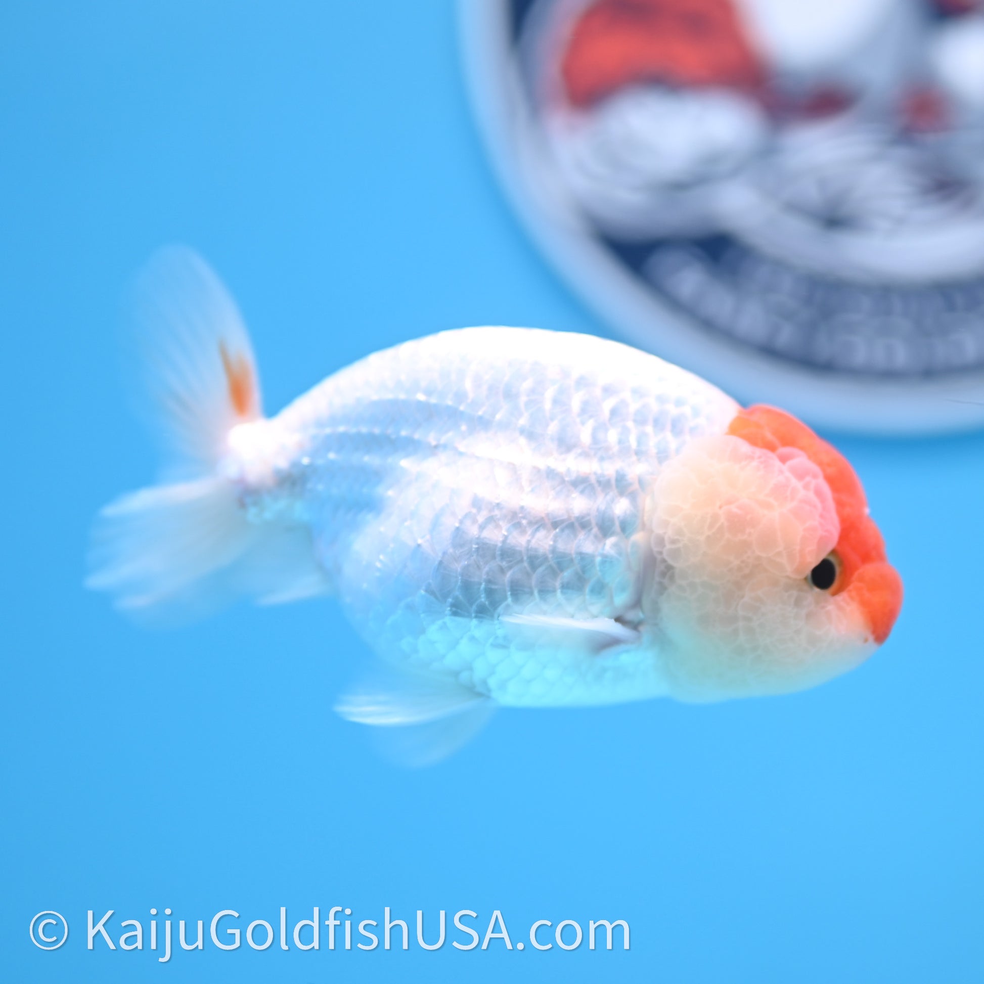 Red White Lionchu 3.5in body (240726_RC01) - Kaiju Goldfish USA