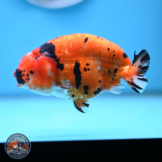 Gold Coin Sakura Ranchu 4.5 inches (241101_RC01) - Kaiju Goldfish USA