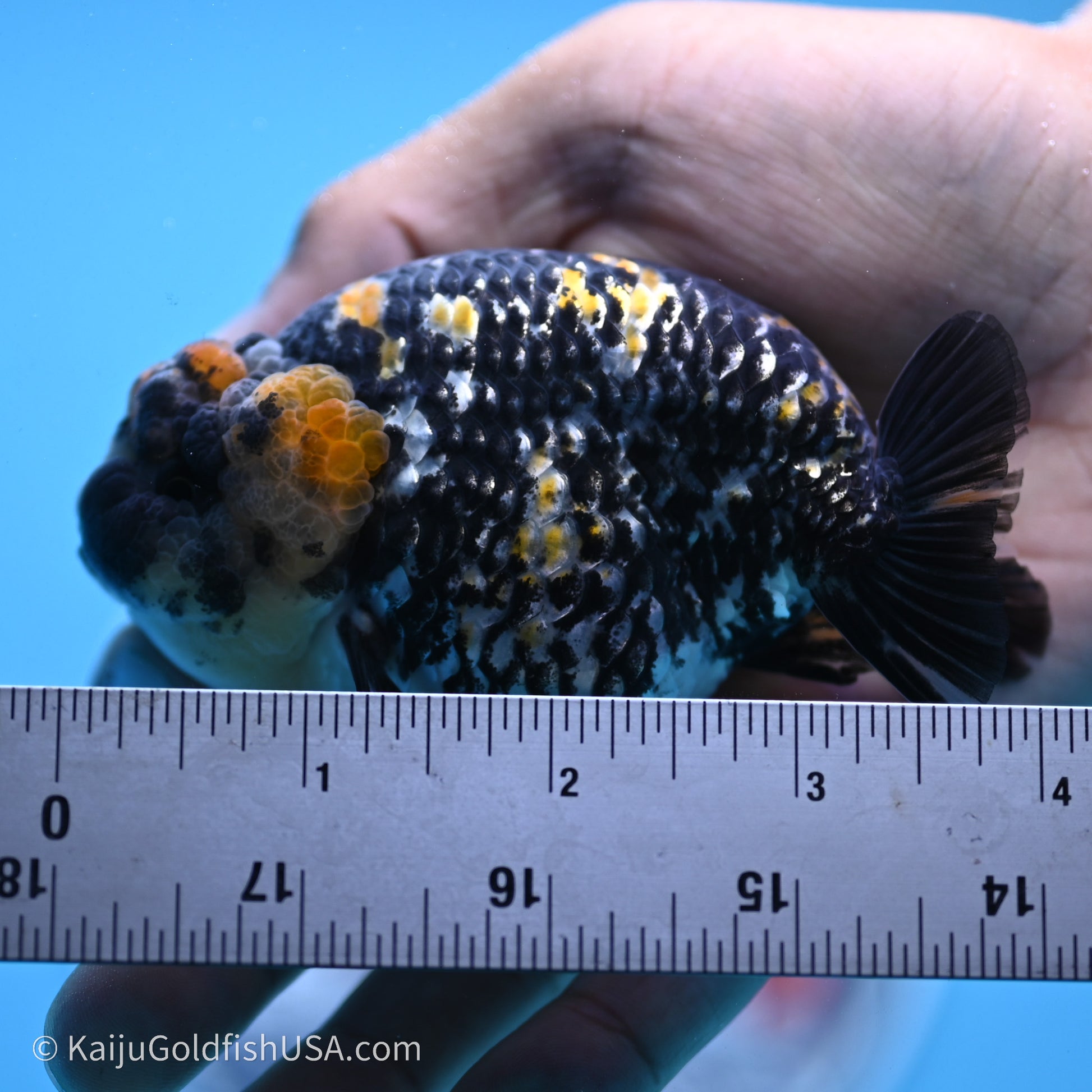 Tricolor Heavy Ink Tiger Ranchu 3.5 inches (240719_RC01) - Kaiju Goldfish USA