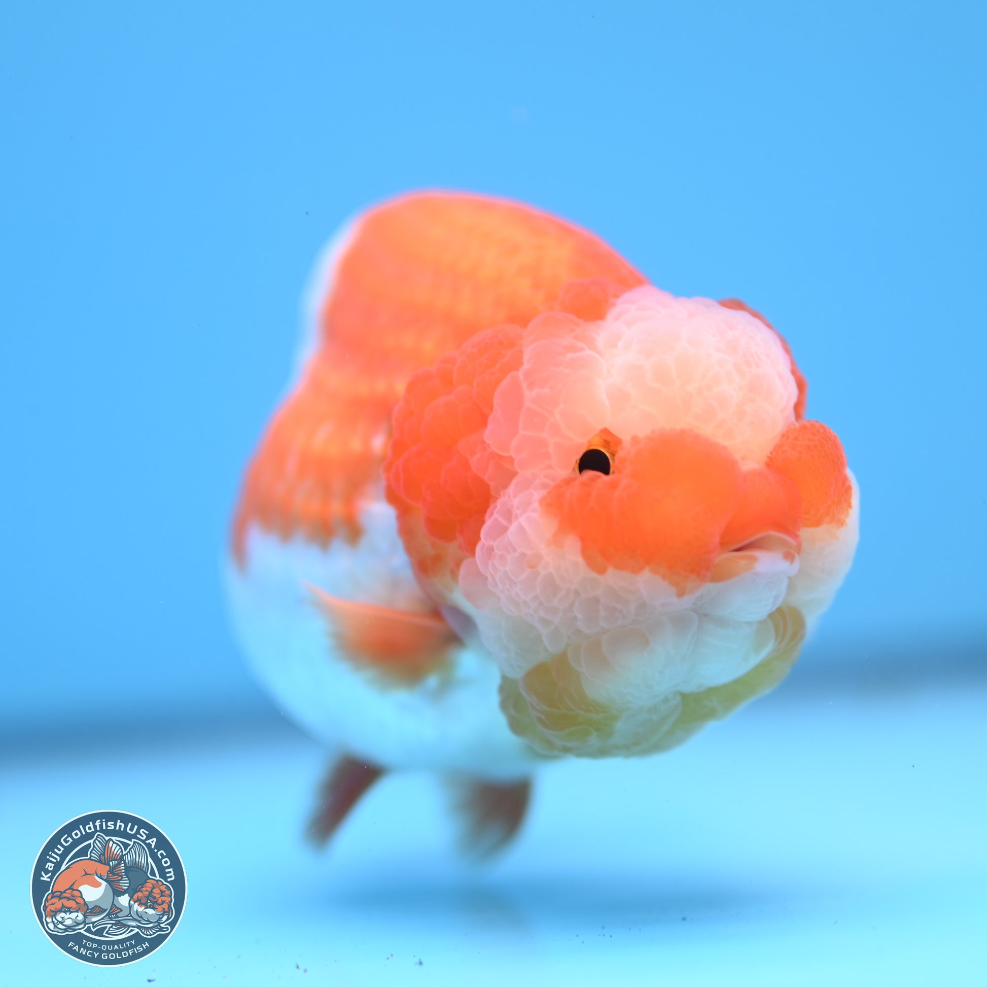 Jade Top Red White Lionchu 4in Body (240823_RC01) - Kaiju Goldfish USA