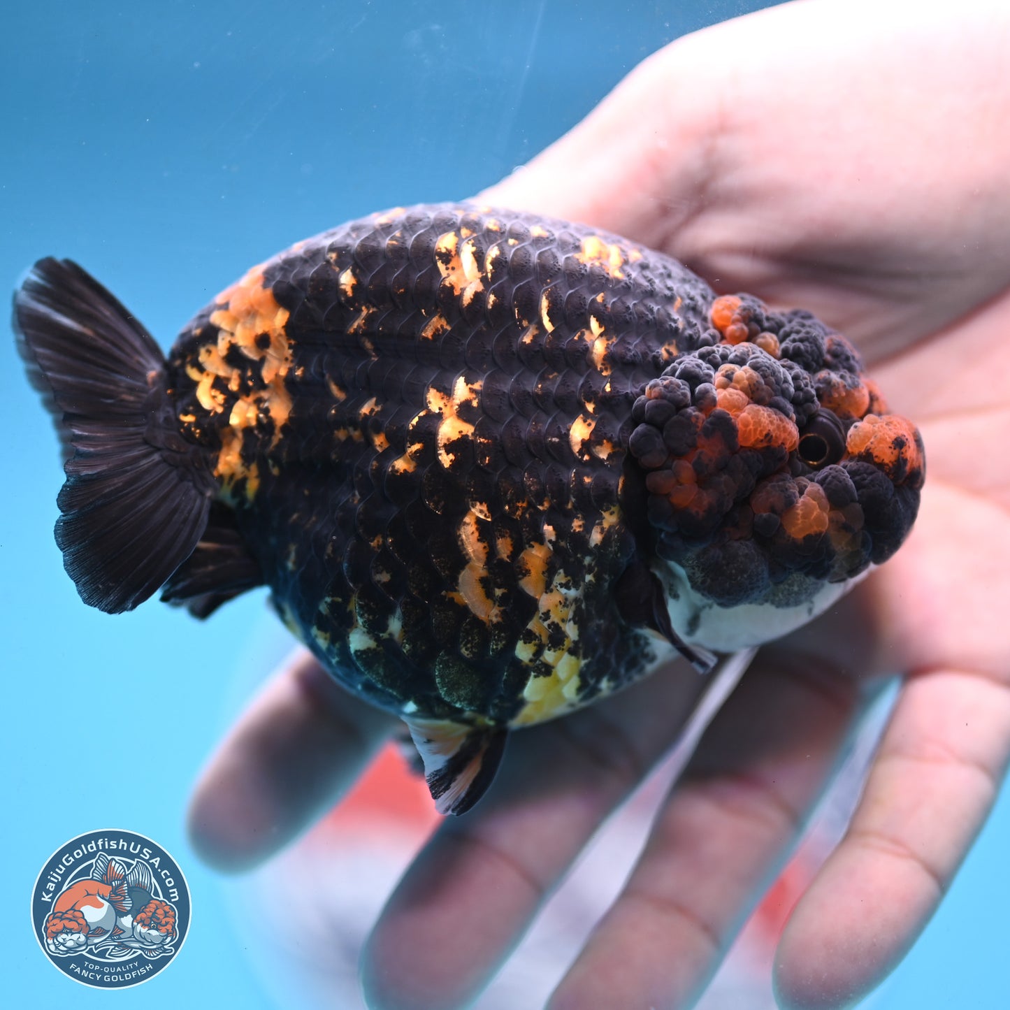 Heavy Ink Tiger Ranchu 4 inches Body - Female (250103_RC01) - Kaiju Goldfish USA