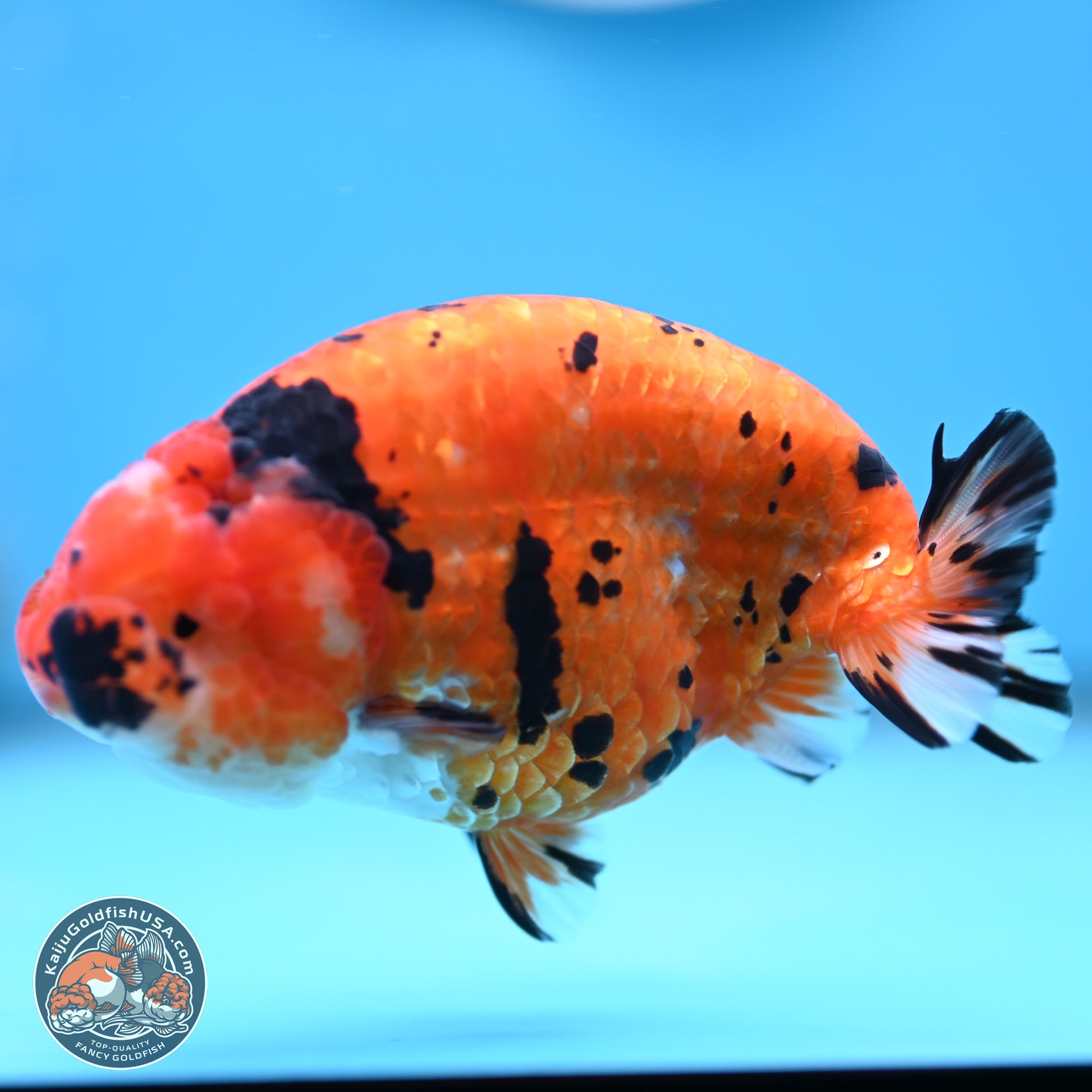 Gold Coin Sakura Ranchu 4.5 inches (241101_RC01) - Kaiju Goldfish USA