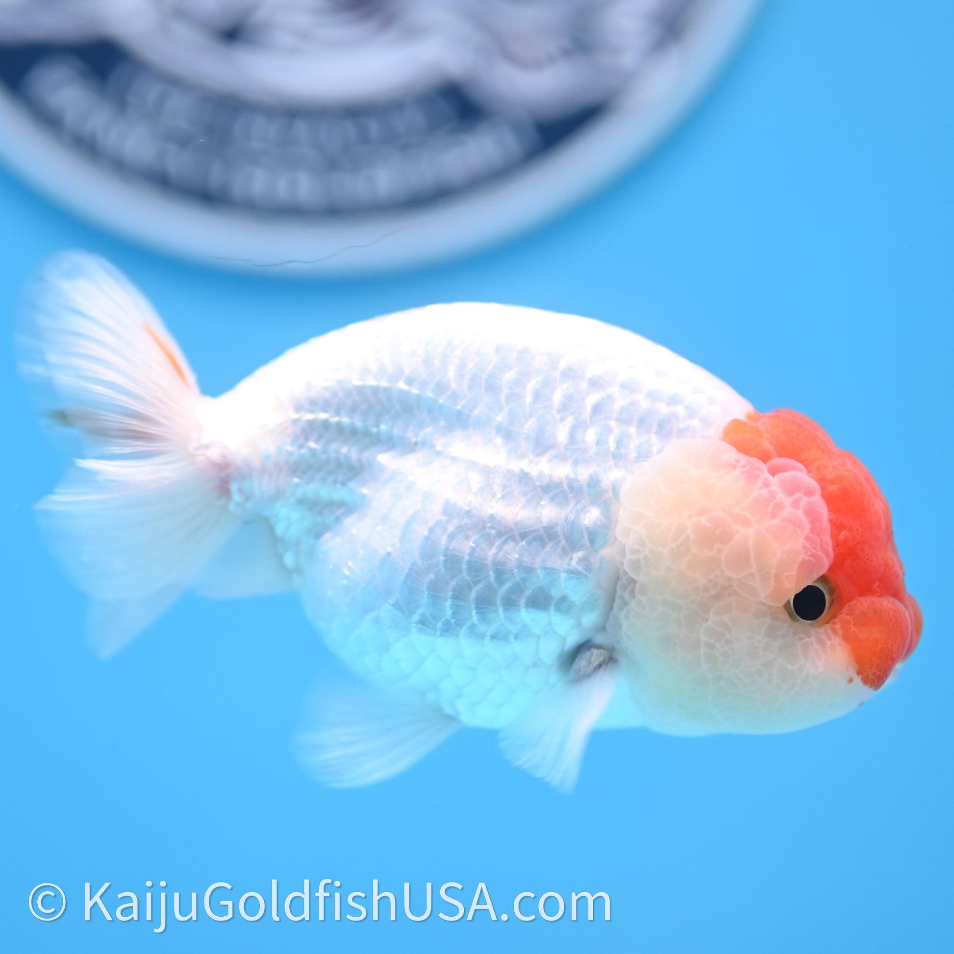 Red White Lionchu 3.5in body (240726_RC01) - Kaiju Goldfish USA