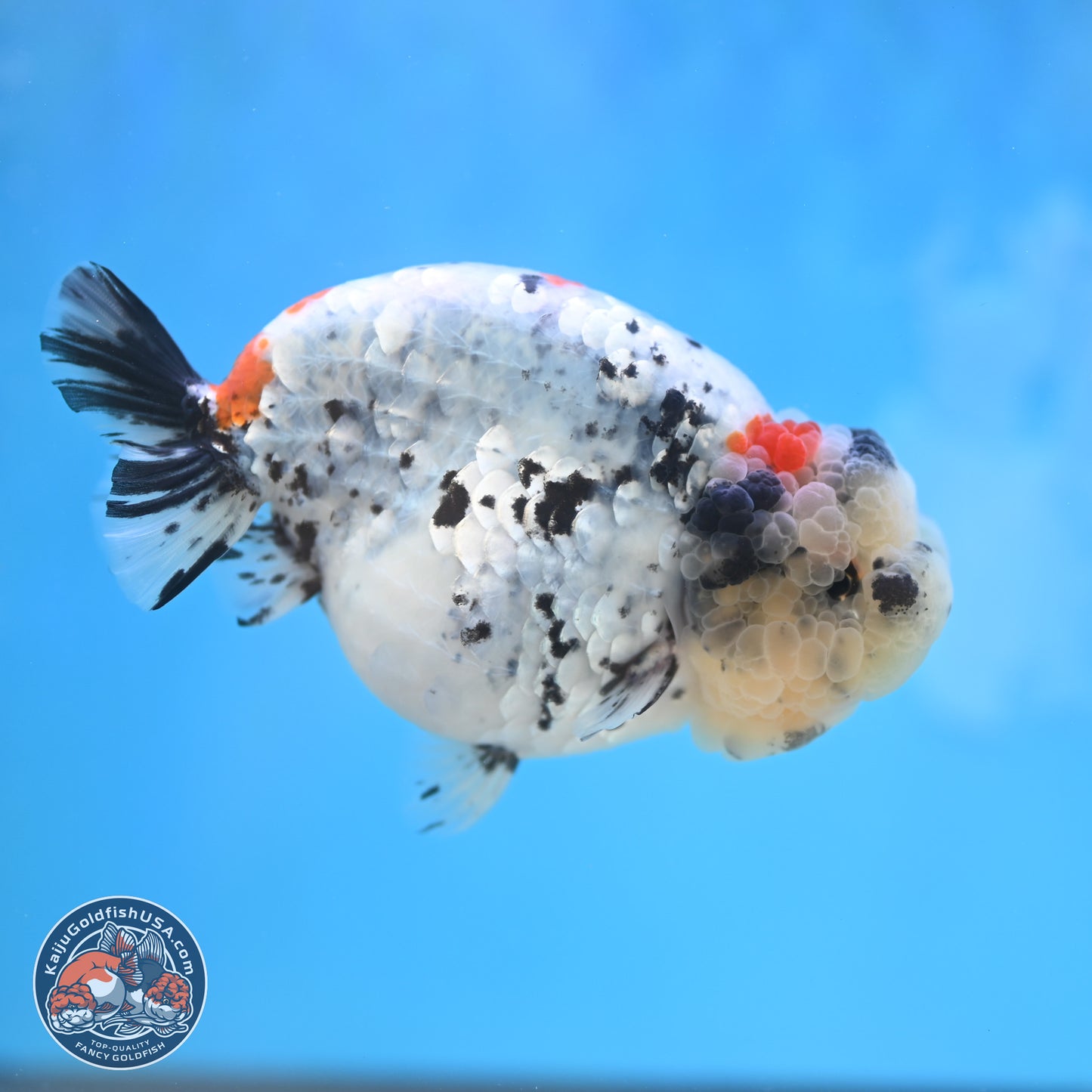 Blue Based Calico Ranchu 4 inches Body - Female (250131_RC01)