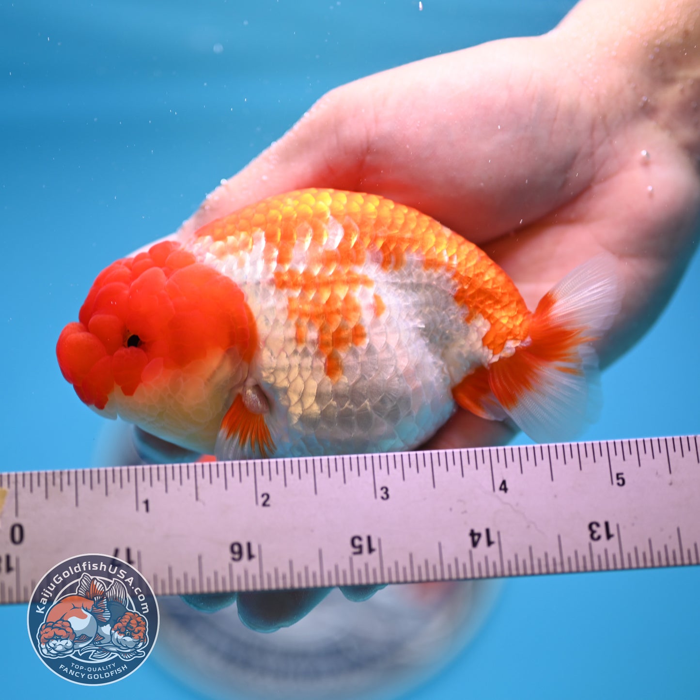 Red White Buffalo Ranchu 4 inches Body (250516_RC01)