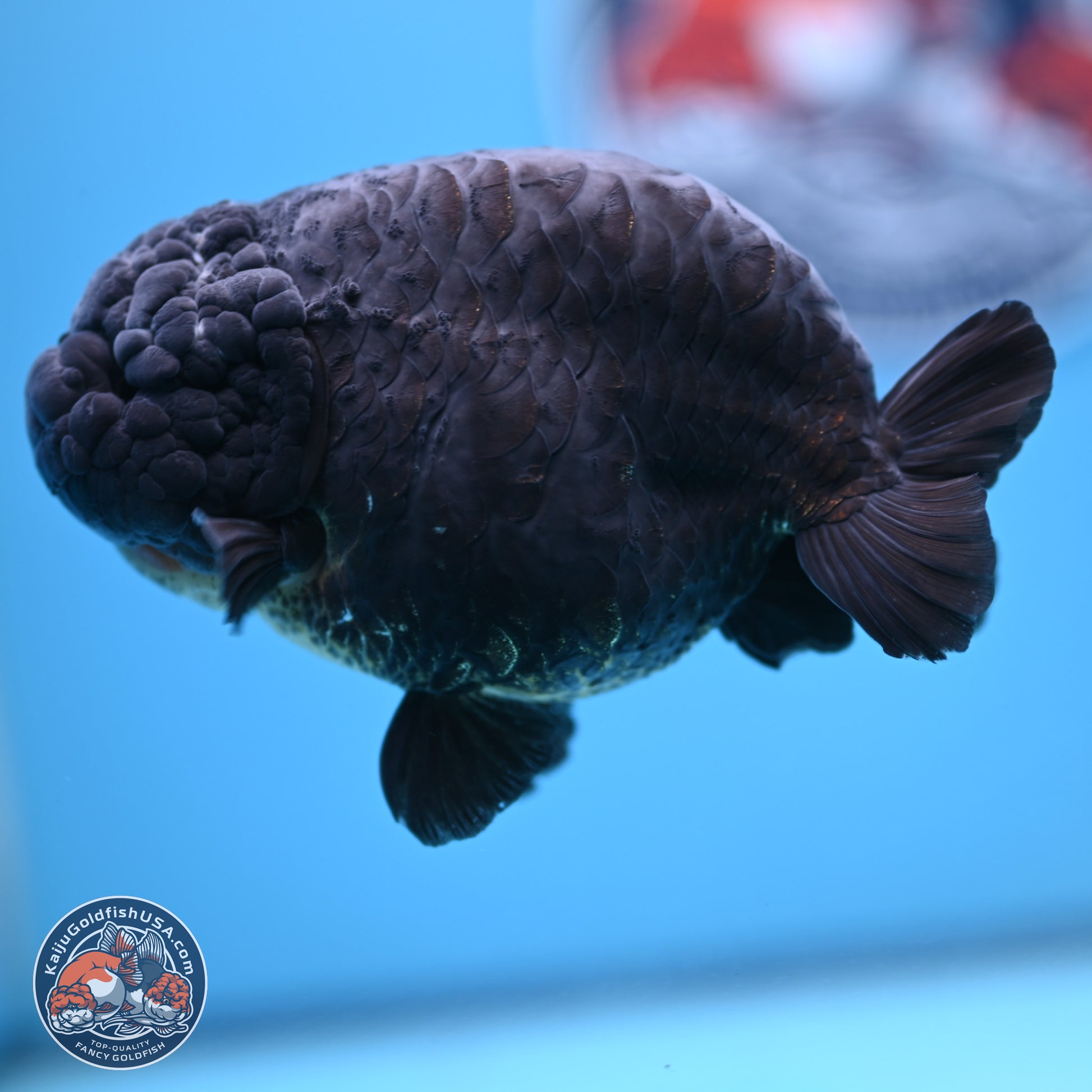 Dragon Scale Black Ranchu 4.5 inches Body - Female (241227_RC01) - Kaiju Goldfish USA