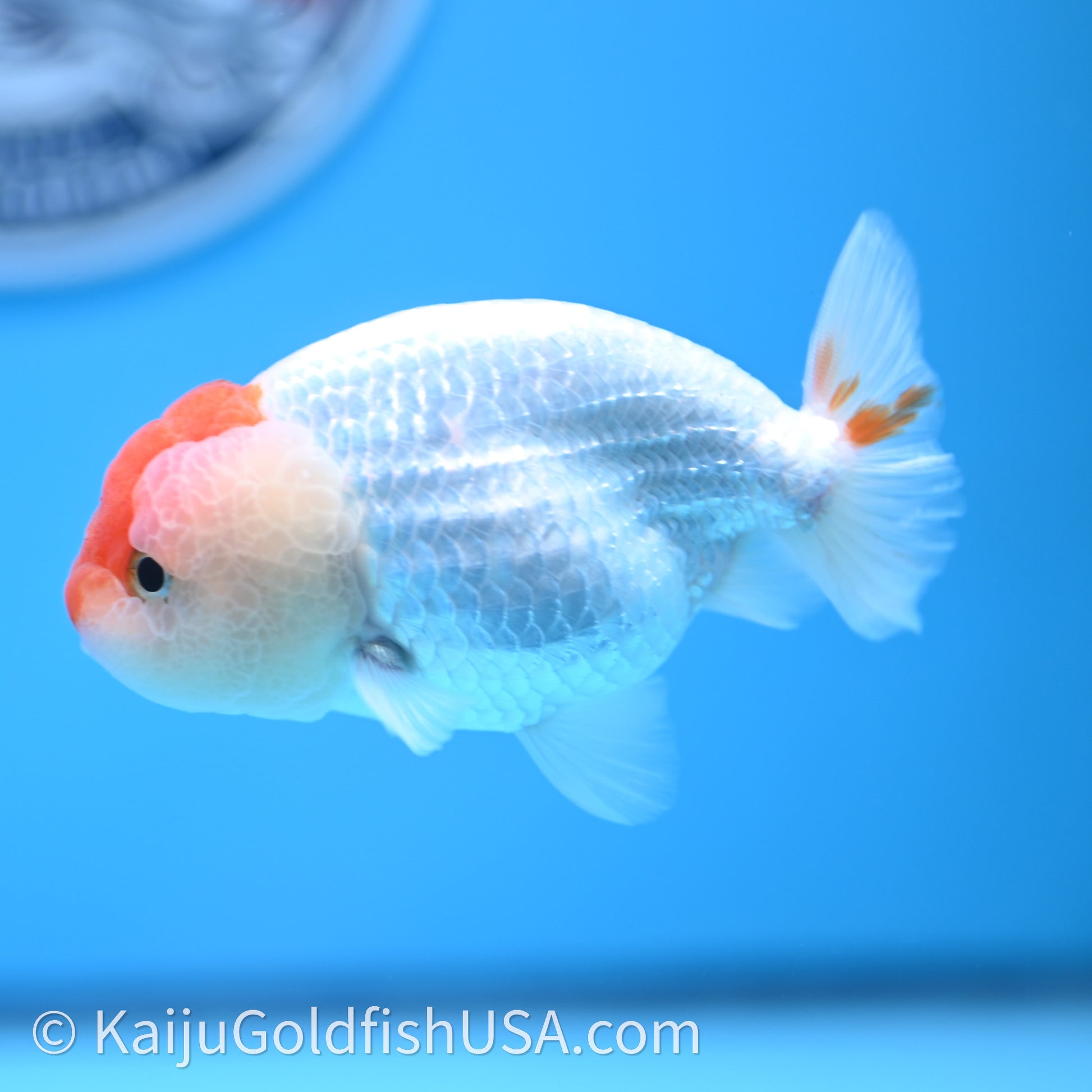 Red White Lionchu 3.5in body (240726_RC01) - Kaiju Goldfish USA