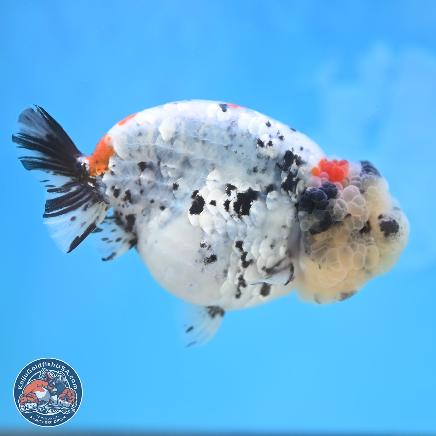 Blue Based Calico Ranchu 4 inches Body - Female (250131_RC01)