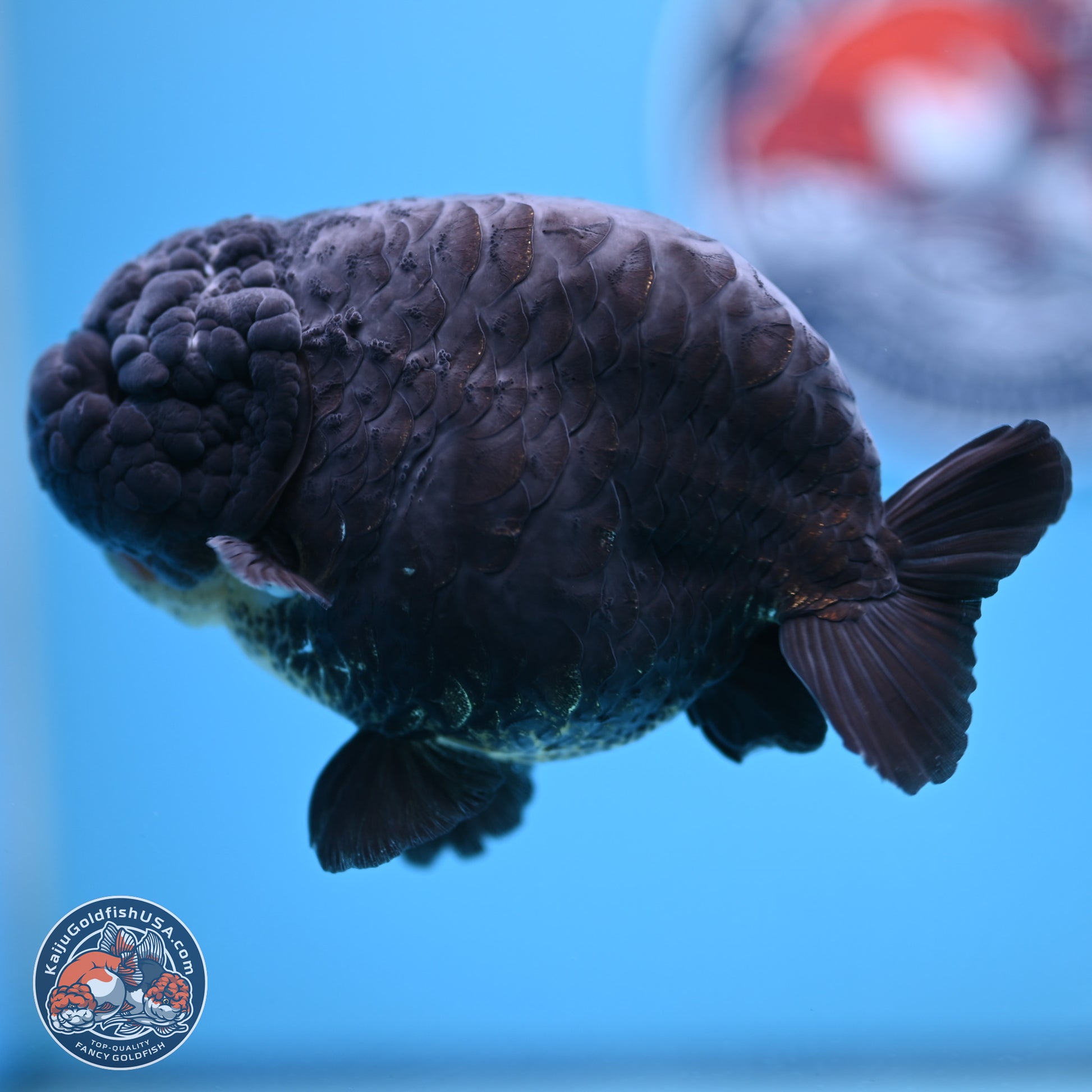 Dragon Scale Black Ranchu 4.5 inches Body - Female (241227_RC01) - Kaiju Goldfish USA