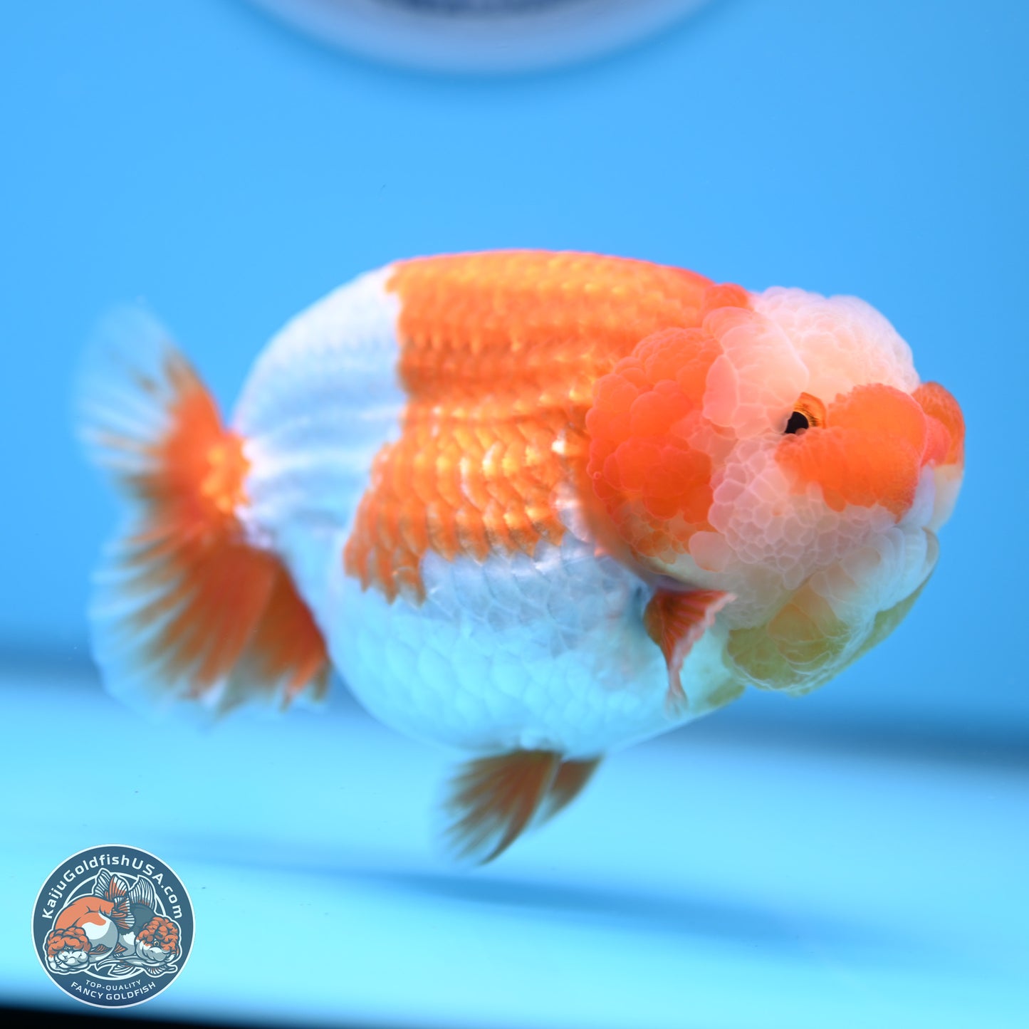 Jade Top Red White Lionchu 4in Body (240823_RC01) - Kaiju Goldfish USA