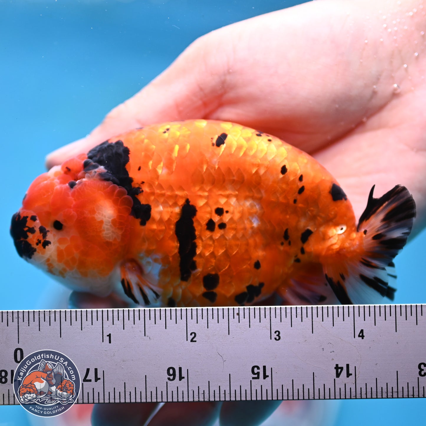 Gold Coin Sakura Ranchu 4.5 inches (241101_RC01) - Kaiju Goldfish USA