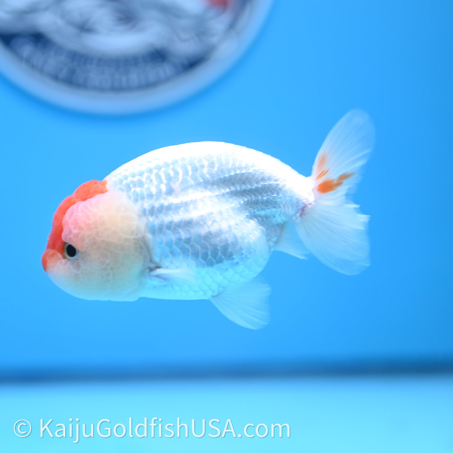 Red White Lionchu 3.5in body (240726_RC01) - Kaiju Goldfish USA