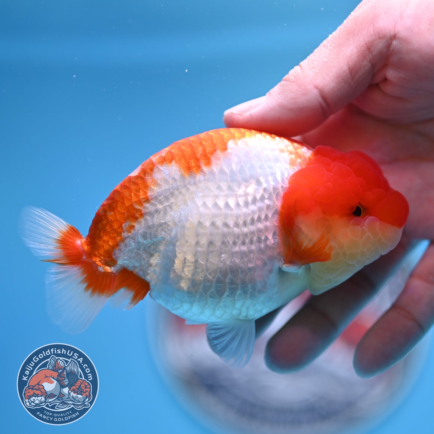 Red White Buffalo Ranchu 4 inches Body (250516_RC01)