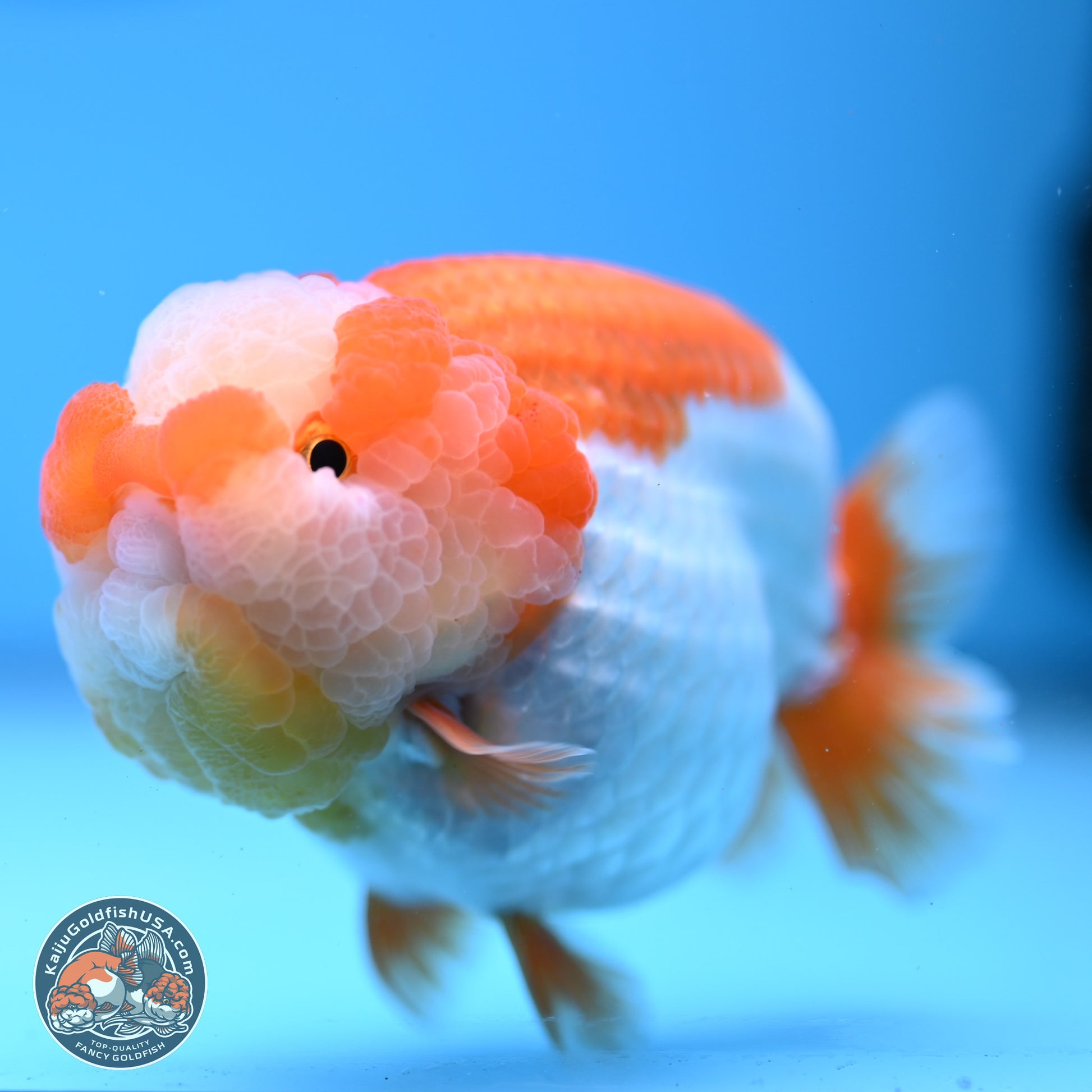 Jade Top Red White Lionchu 4in Body (240823_RC01) - Kaiju Goldfish USA