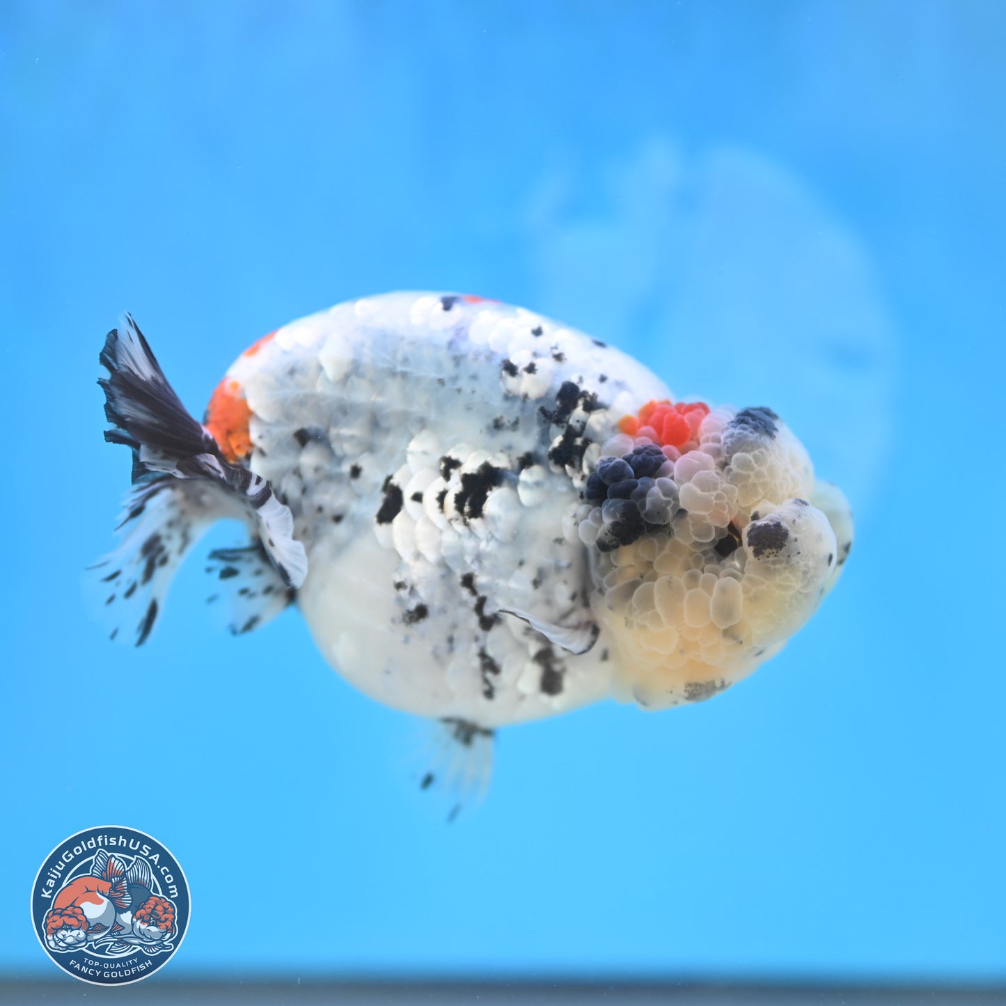 Blue Based Calico Ranchu 4 inches Body - Female (250131_RC01)