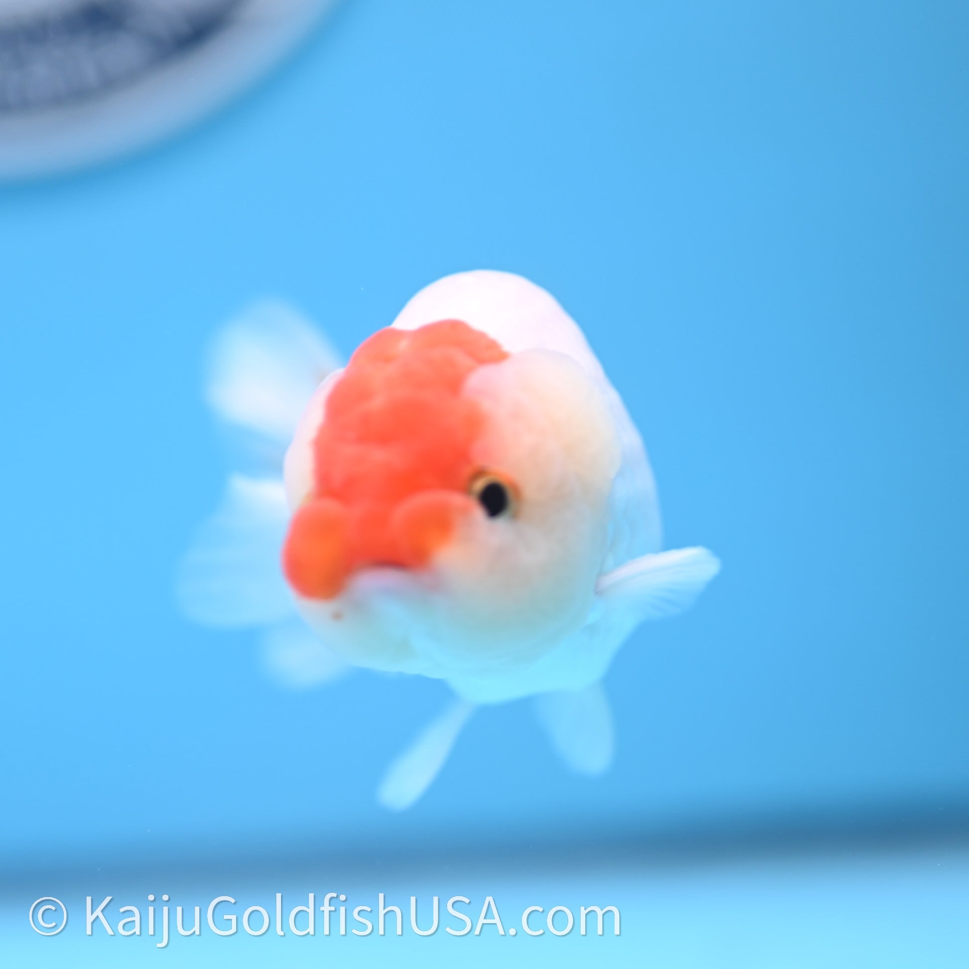 Red White Lionchu 3.5in body (240726_RC01) - Kaiju Goldfish USA