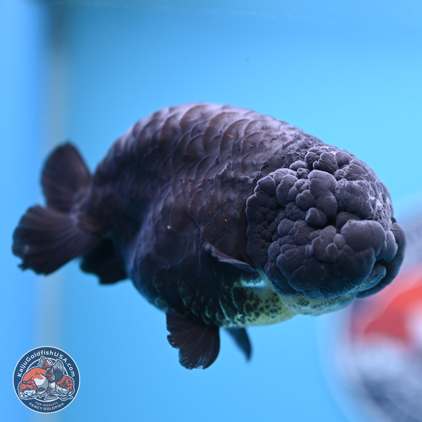 Dragon Scale Black Ranchu 4.5 inches Body - Female (241227_RC01) - Kaiju Goldfish USA