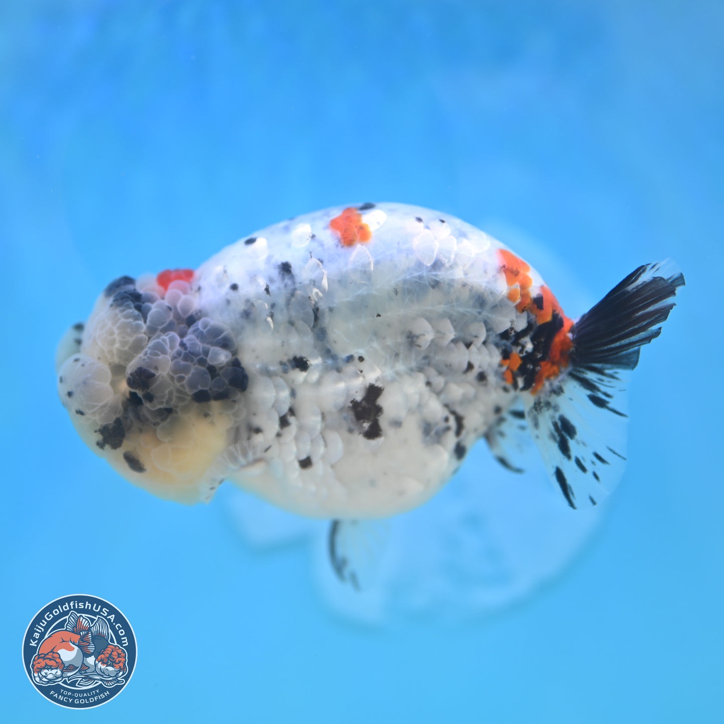 Blue Based Calico Ranchu 4 inches Body - Female (250131_RC01)