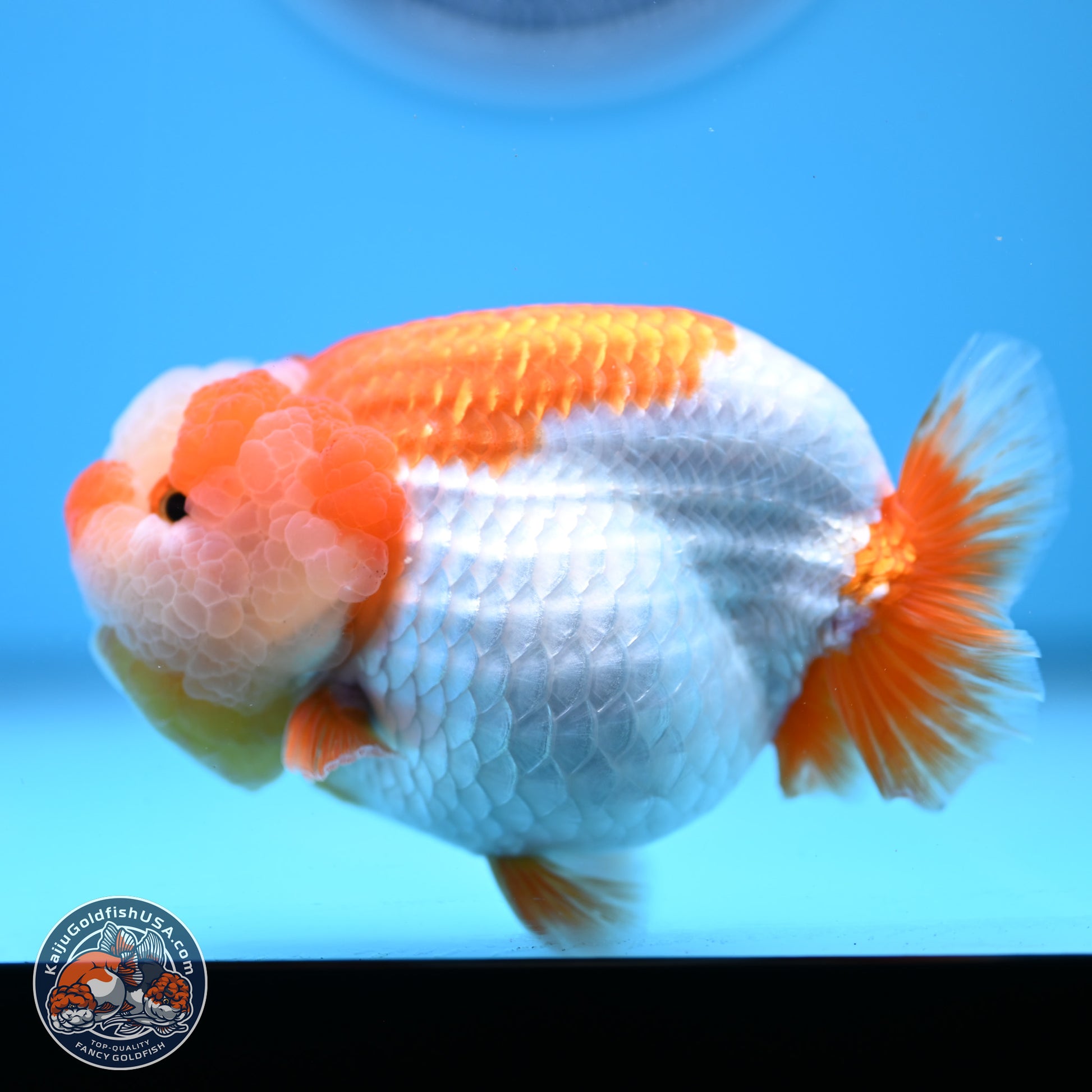 Jade Top Red White Lionchu 4in Body (240823_RC01) - Kaiju Goldfish USA