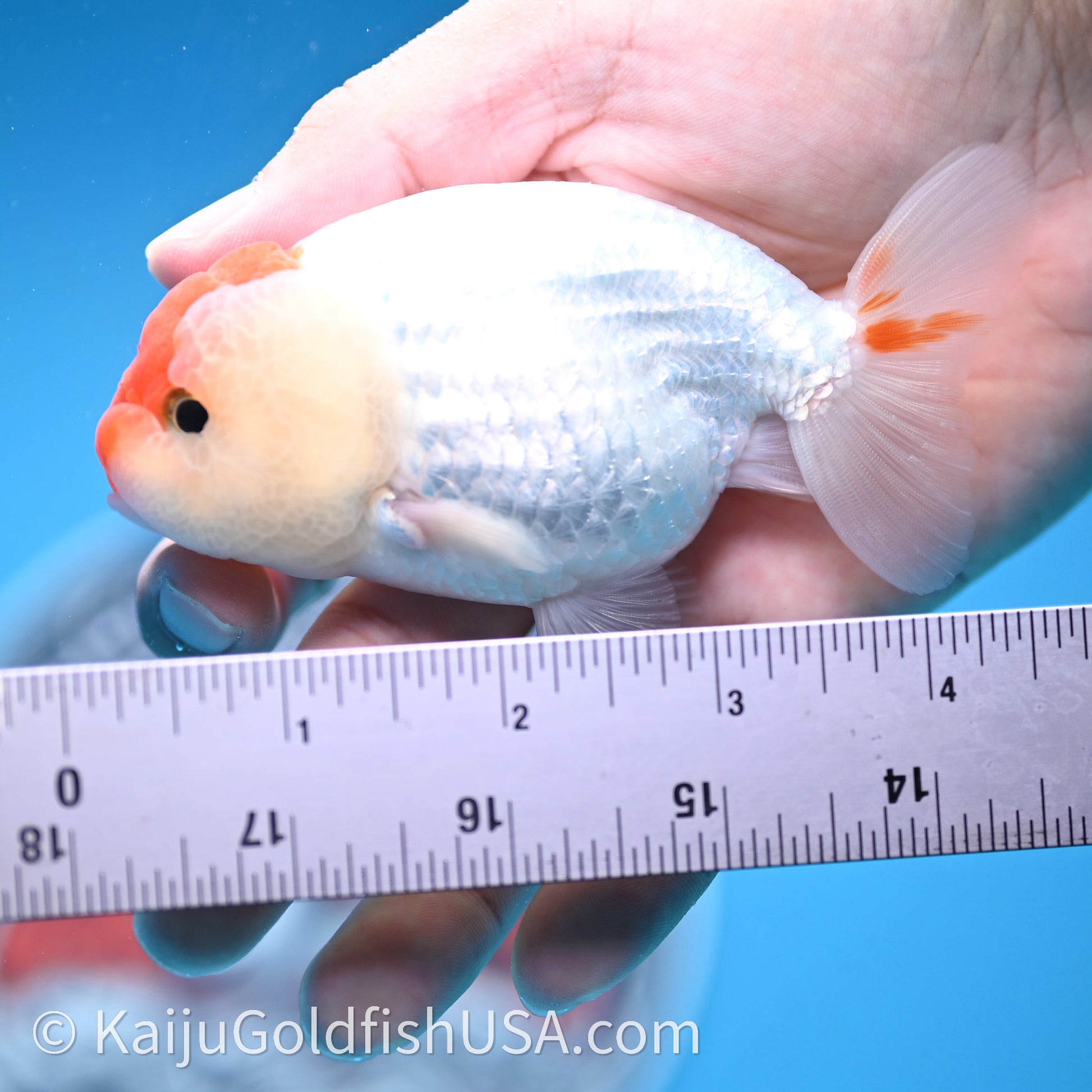 Red White Lionchu 3.5in body (240726_RC01) - Kaiju Goldfish USA