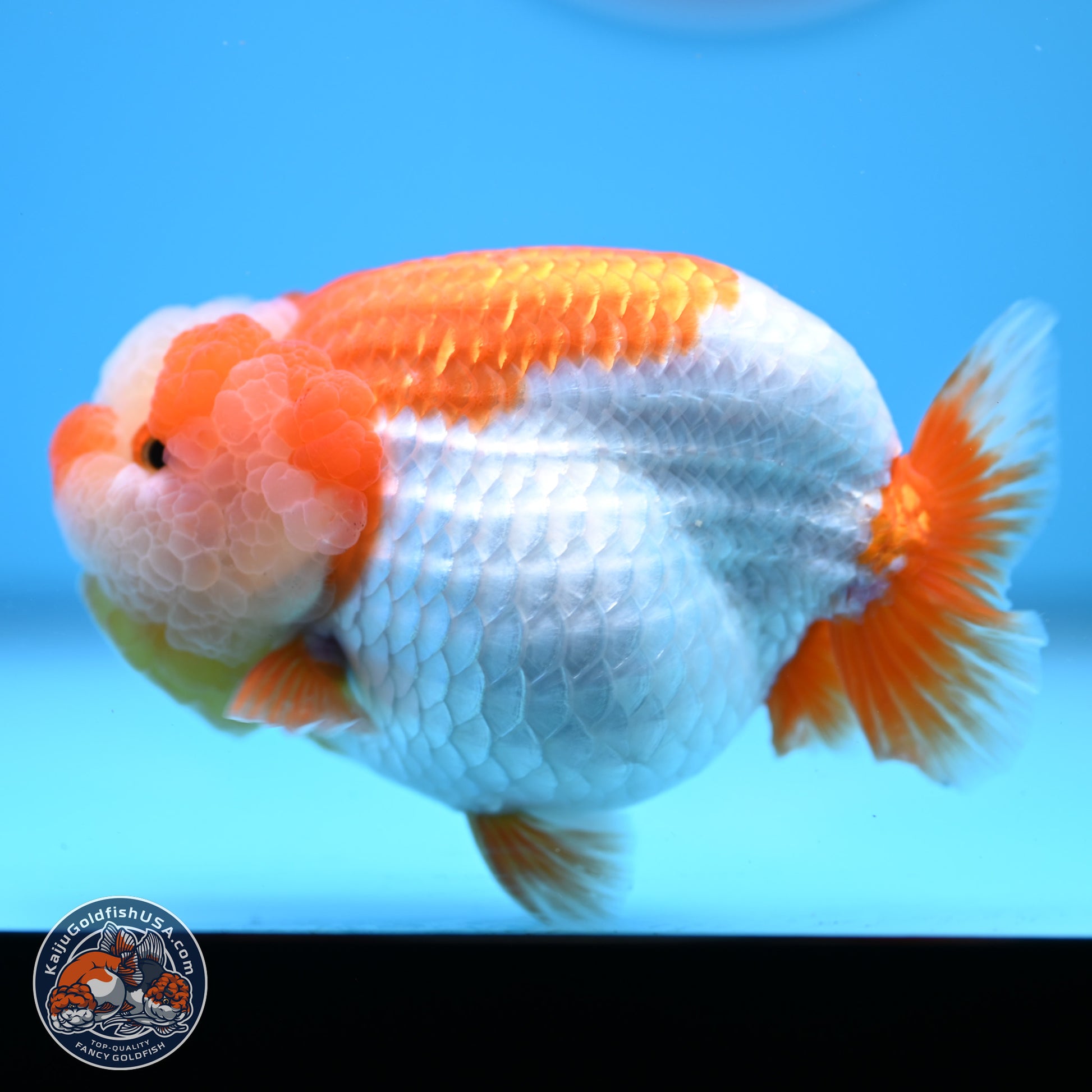 Jade Top Red White Lionchu 4in Body (240823_RC01) - Kaiju Goldfish USA