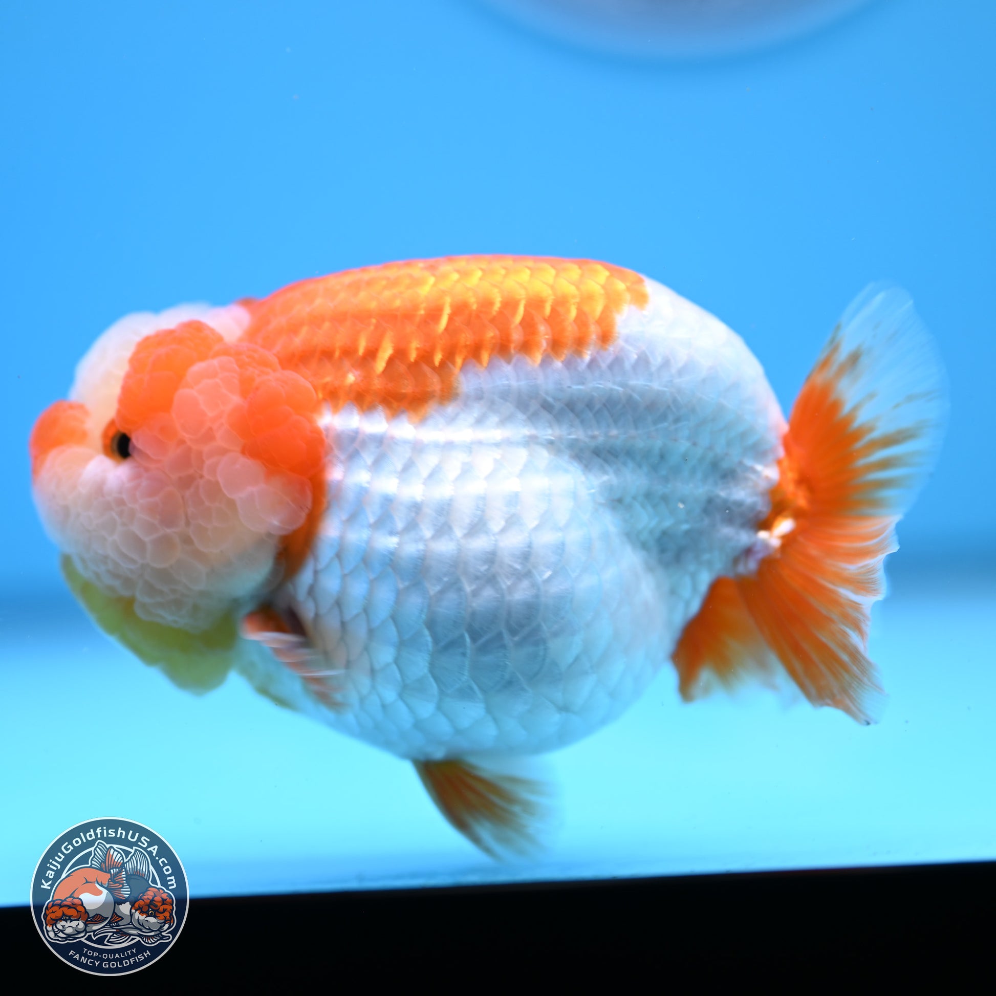 Jade Top Red White Lionchu 4in Body (240823_RC01) - Kaiju Goldfish USA