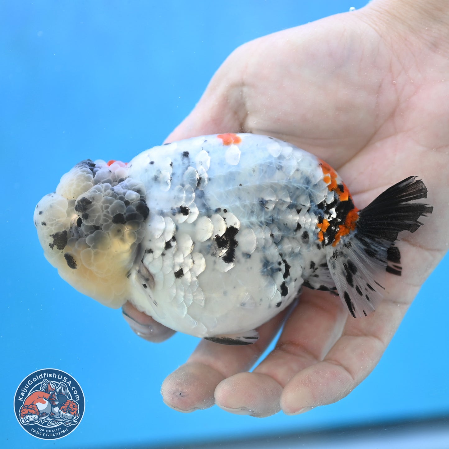 Blue Based Calico Ranchu 4 inches Body - Female (250131_RC01)